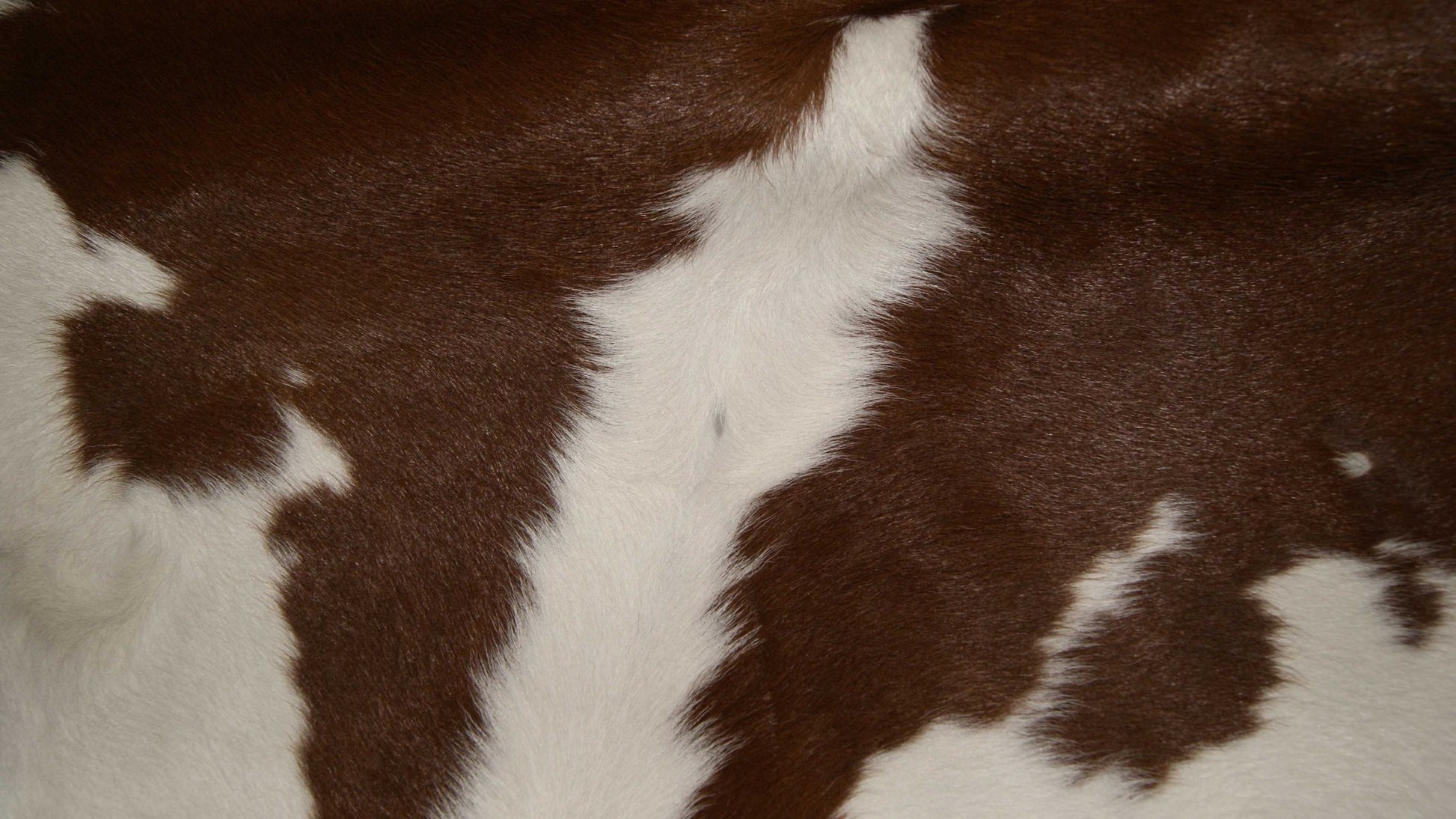 2' X 3' Brown And White Cowhide Cowhide Print Hand Tufted Area Rug-Area Rugs-DECOROLALA