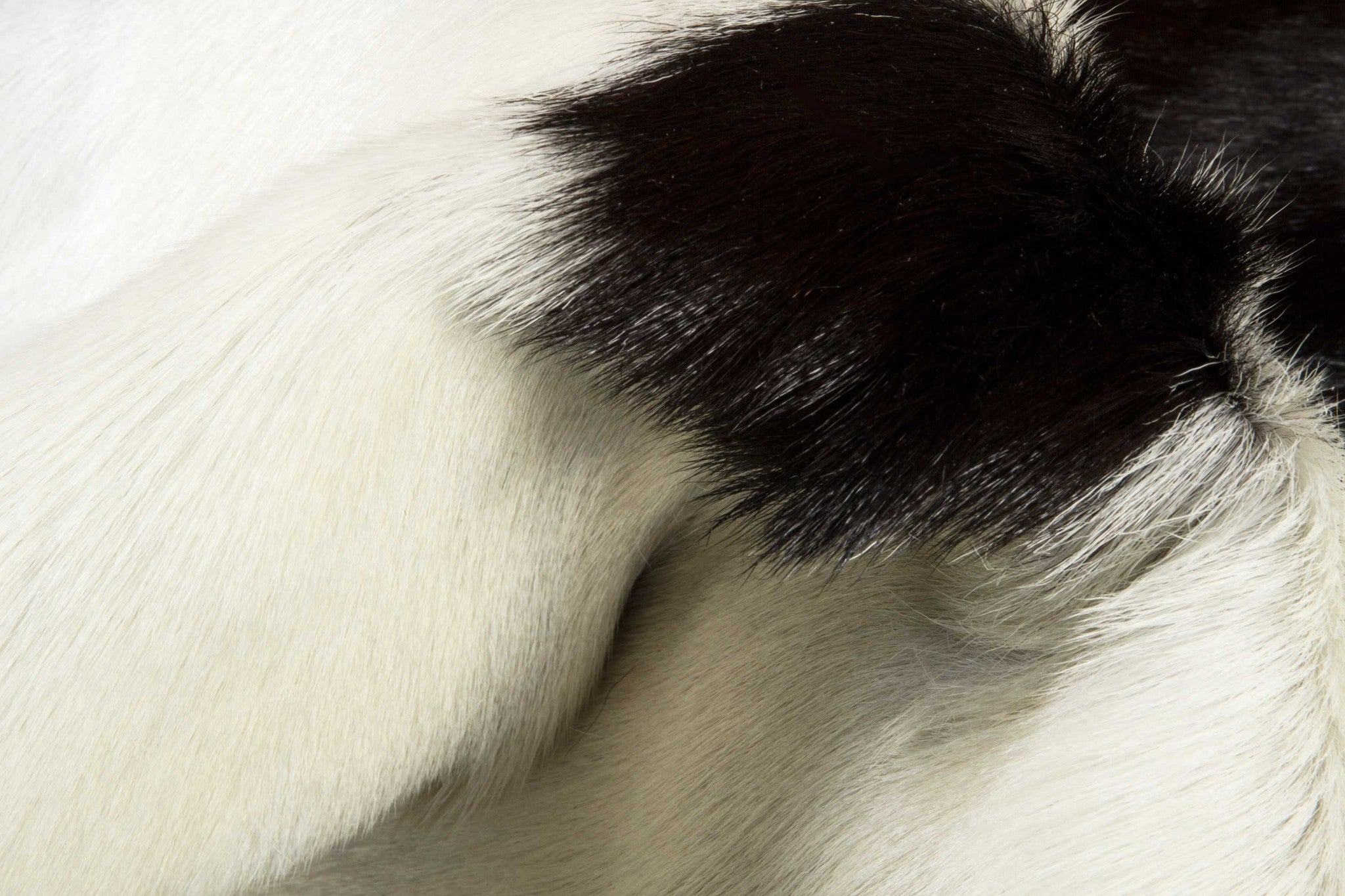 2' X 3' Taupe And White Calfskin - Area Rug-Area Rugs-DECOROLALA