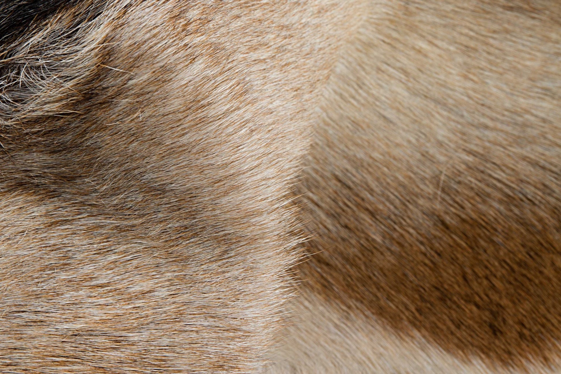 2' X 3' Taupe And White Calfskin - Area Rug-Area Rugs-DECOROLALA