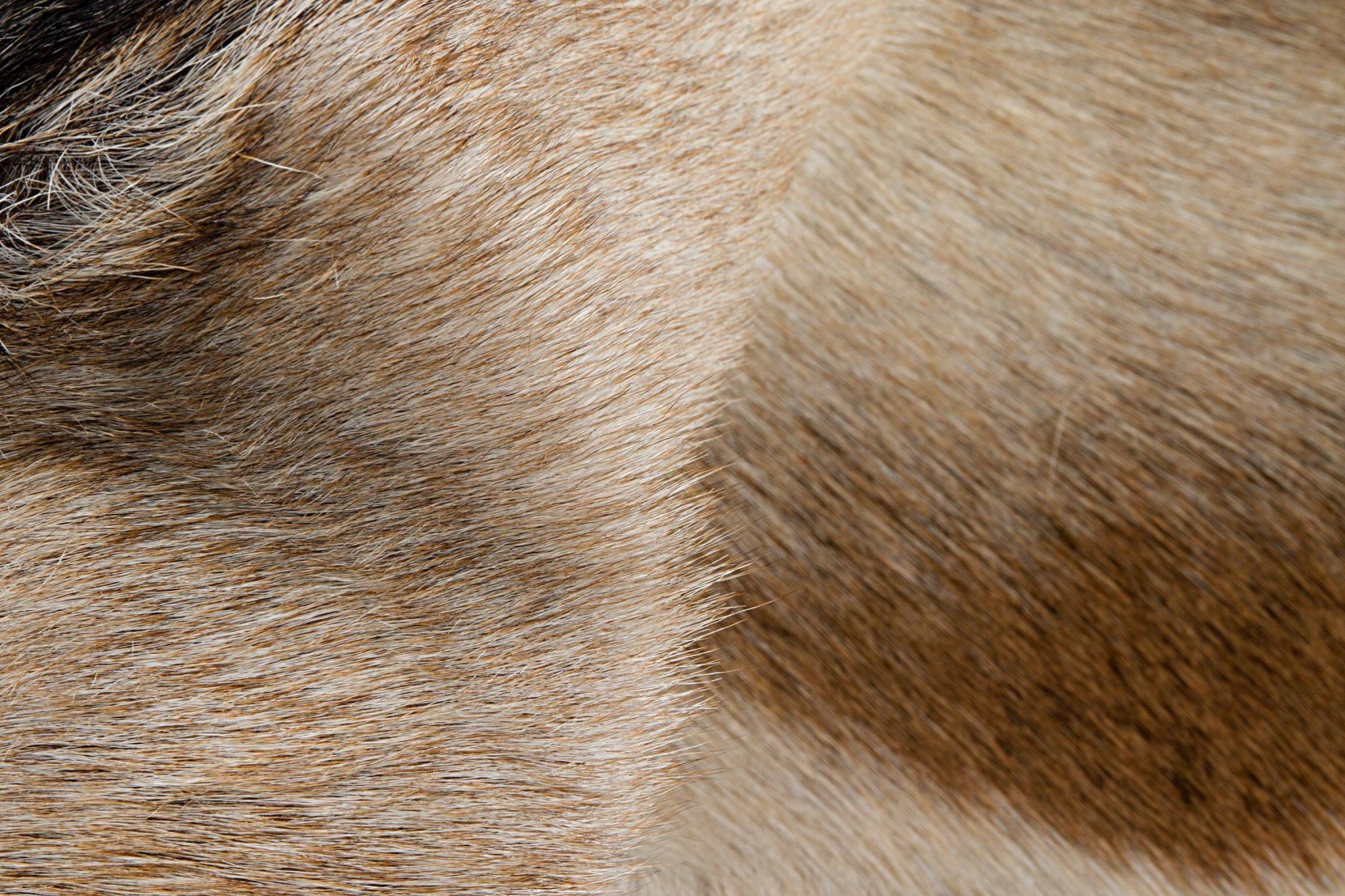 2' X 3' Taupe And White Calfskin - Area Rug-Area Rugs-DECOROLALA