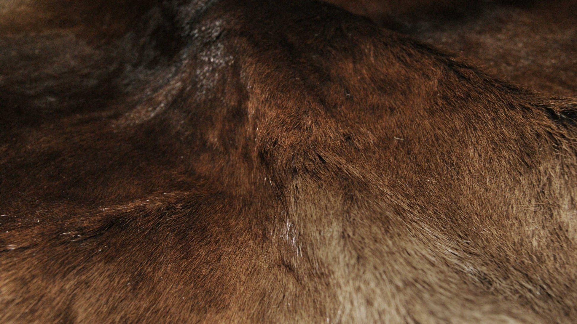 24" X 36" Brown Calfskin - Area Rug-Area Rugs-DECOROLALA