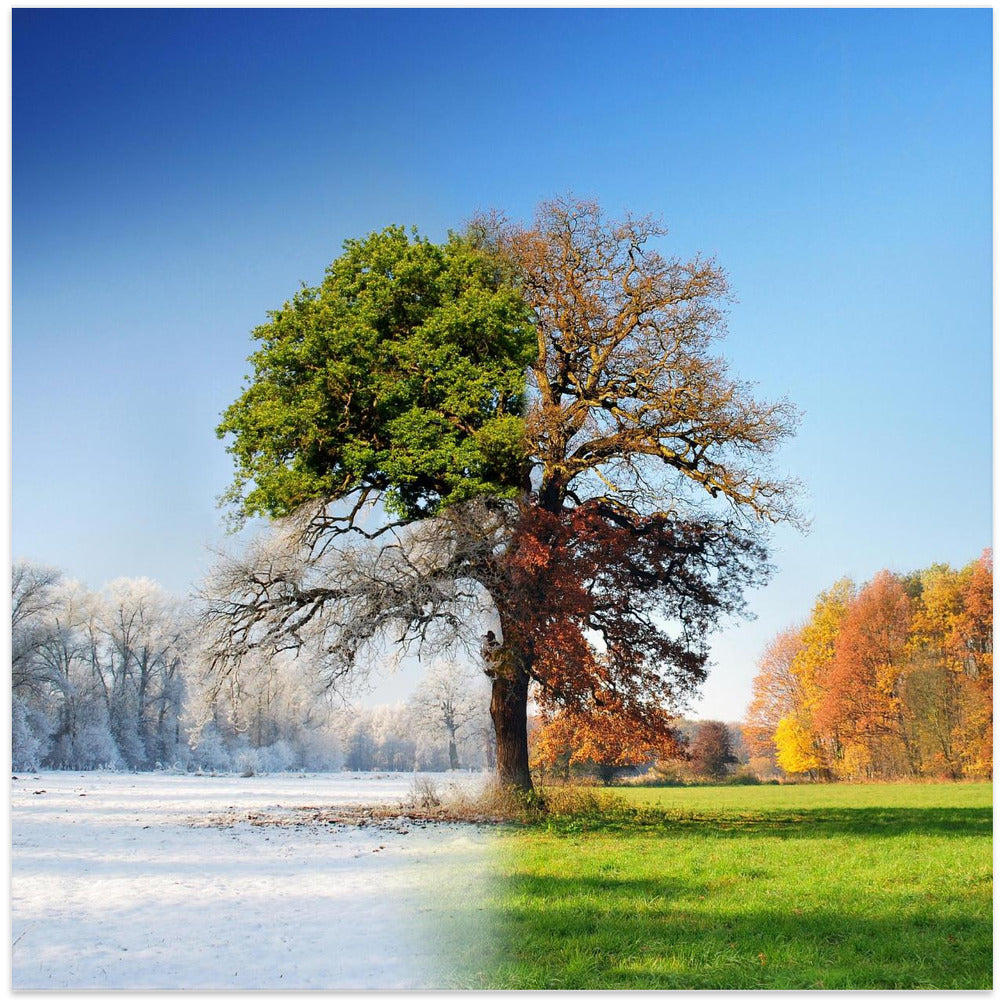 4 Seasons Wall Art by Adam Brzuszek-canvas-DECOROLALA