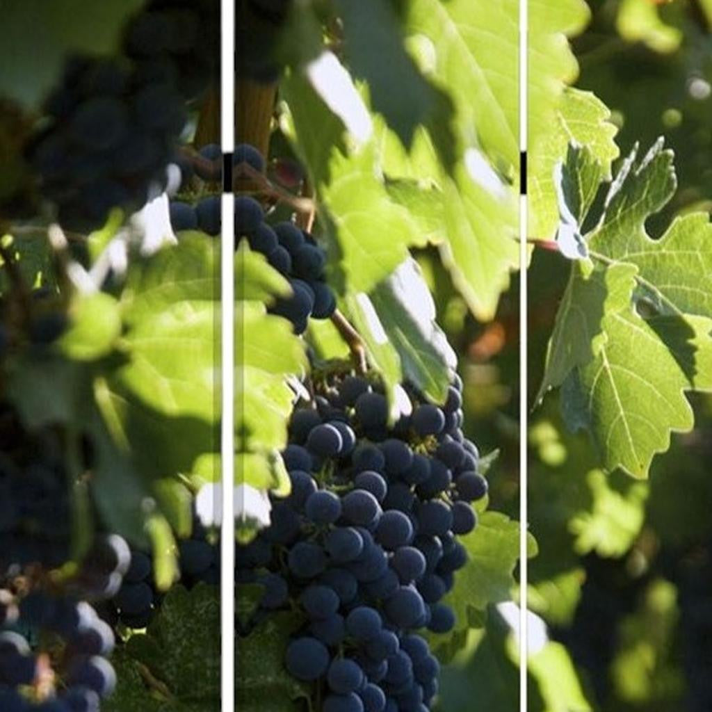 48" X 72" Multi Color Wood Canvas Wine Country Screen-Room Dividers-DECOROLALA