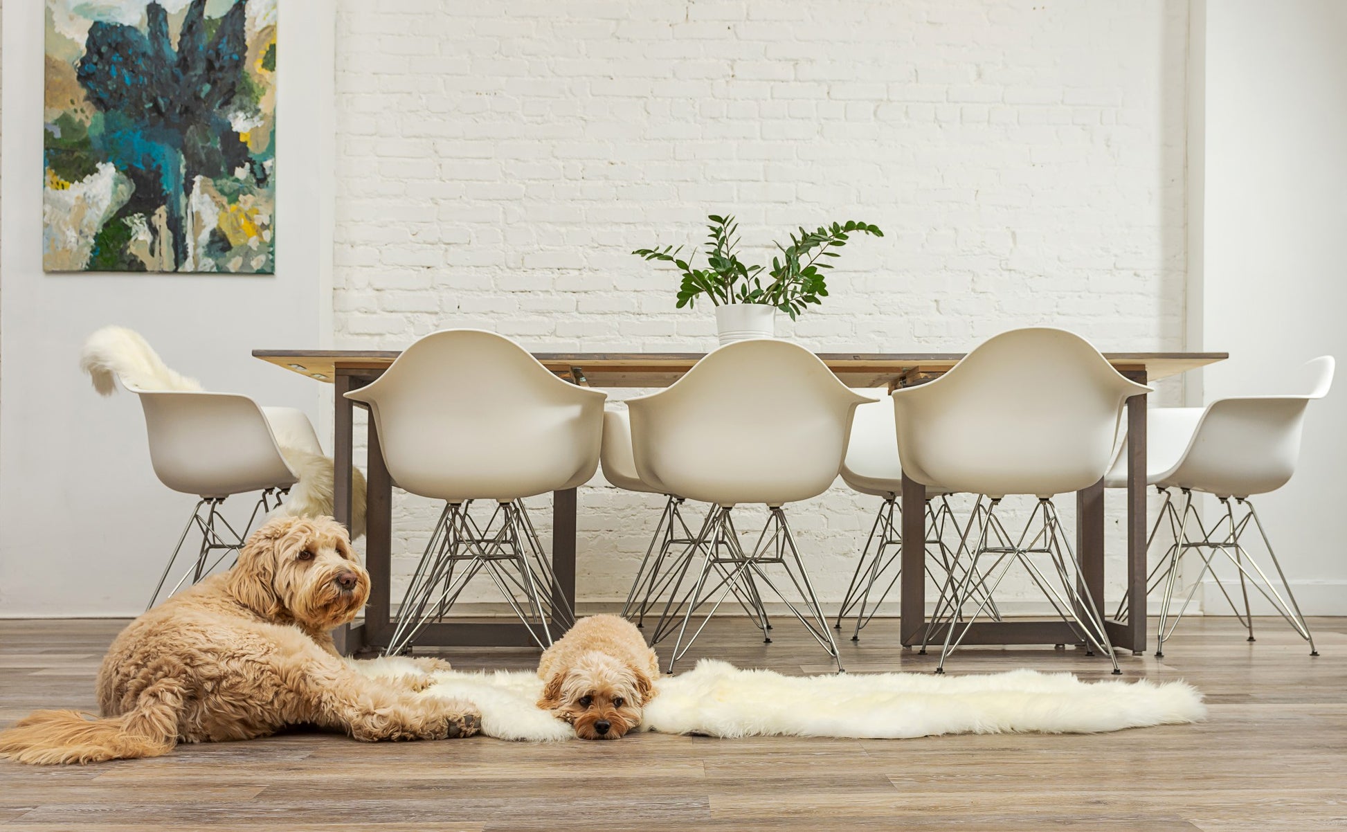 6' Natural Genuine Sheepskin Animal Print Shag Area Rug-Area Rugs-DECOROLALA