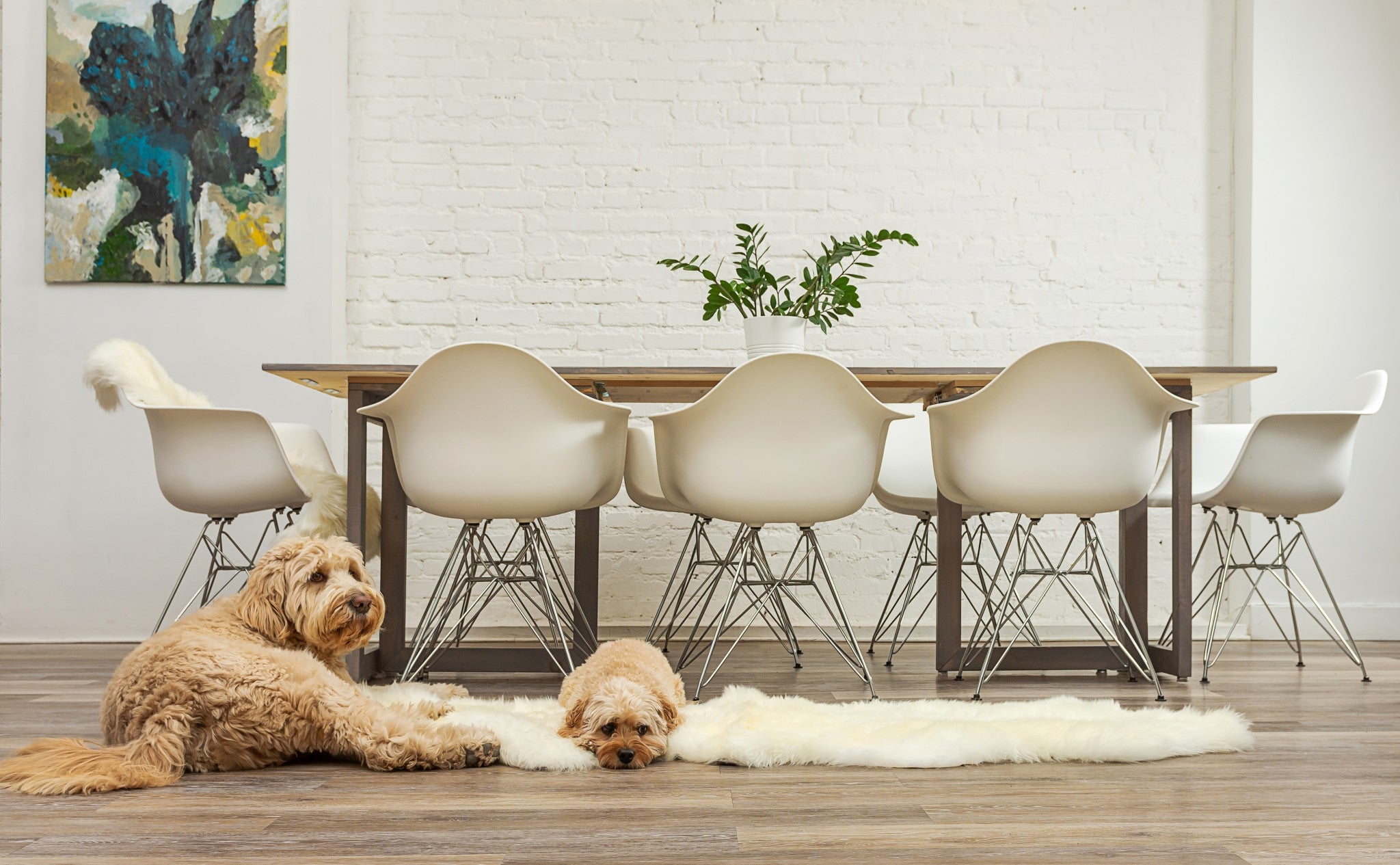 6' Natural Genuine Sheepskin Animal Print Shag Area Rug-Area Rugs-DECOROLALA