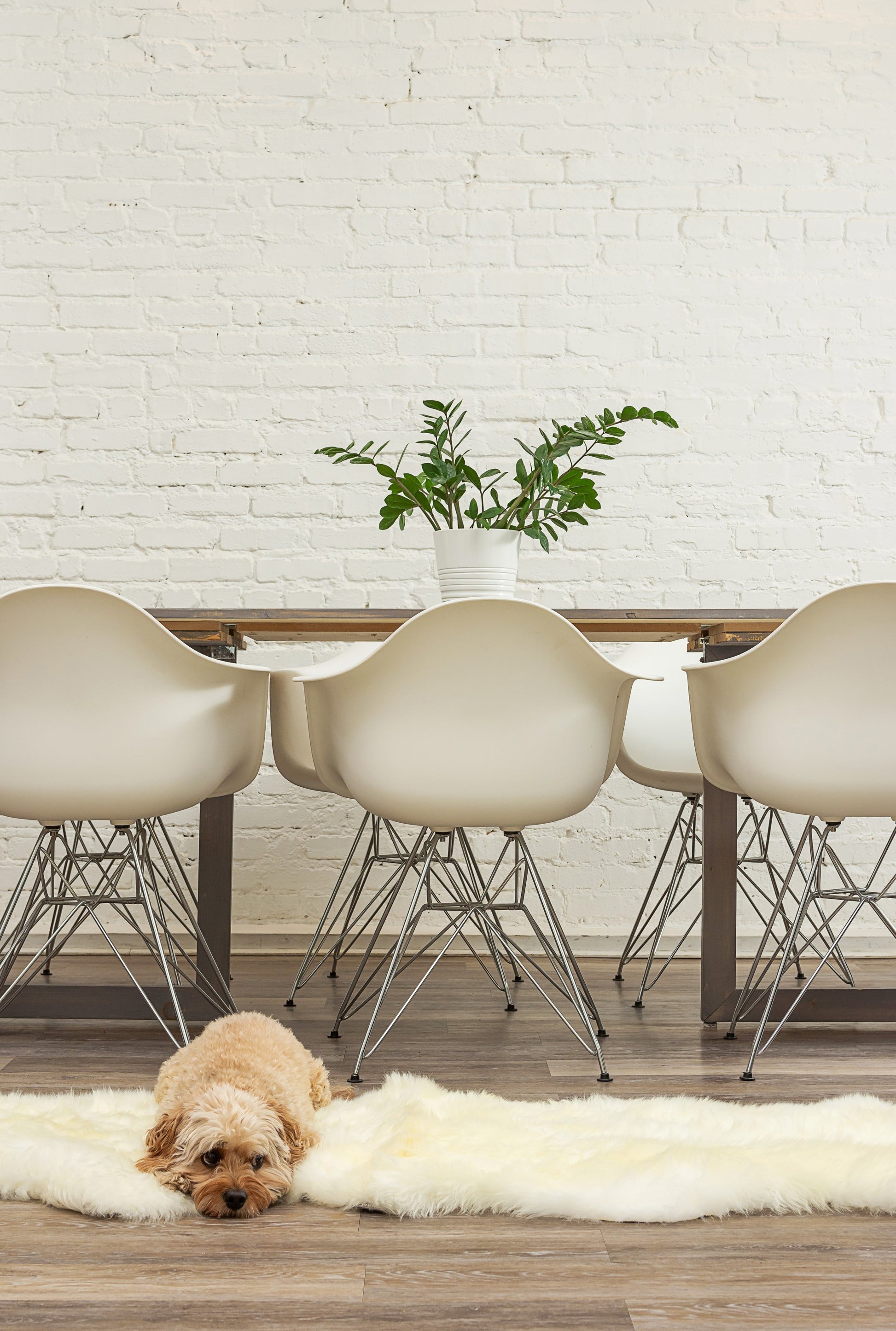 6' Natural Genuine Sheepskin Animal Print Shag Area Rug-Area Rugs-DECOROLALA