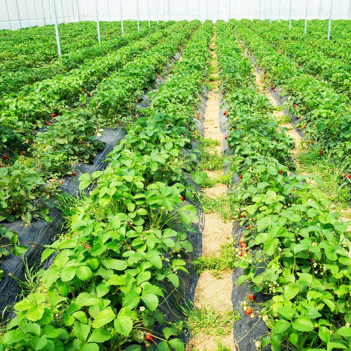 6.5 x 330/4 x 250/6 x 300 Feet Weed Barrier Landscape Fabric-6 ft-Garden Tools-DECOROLALA