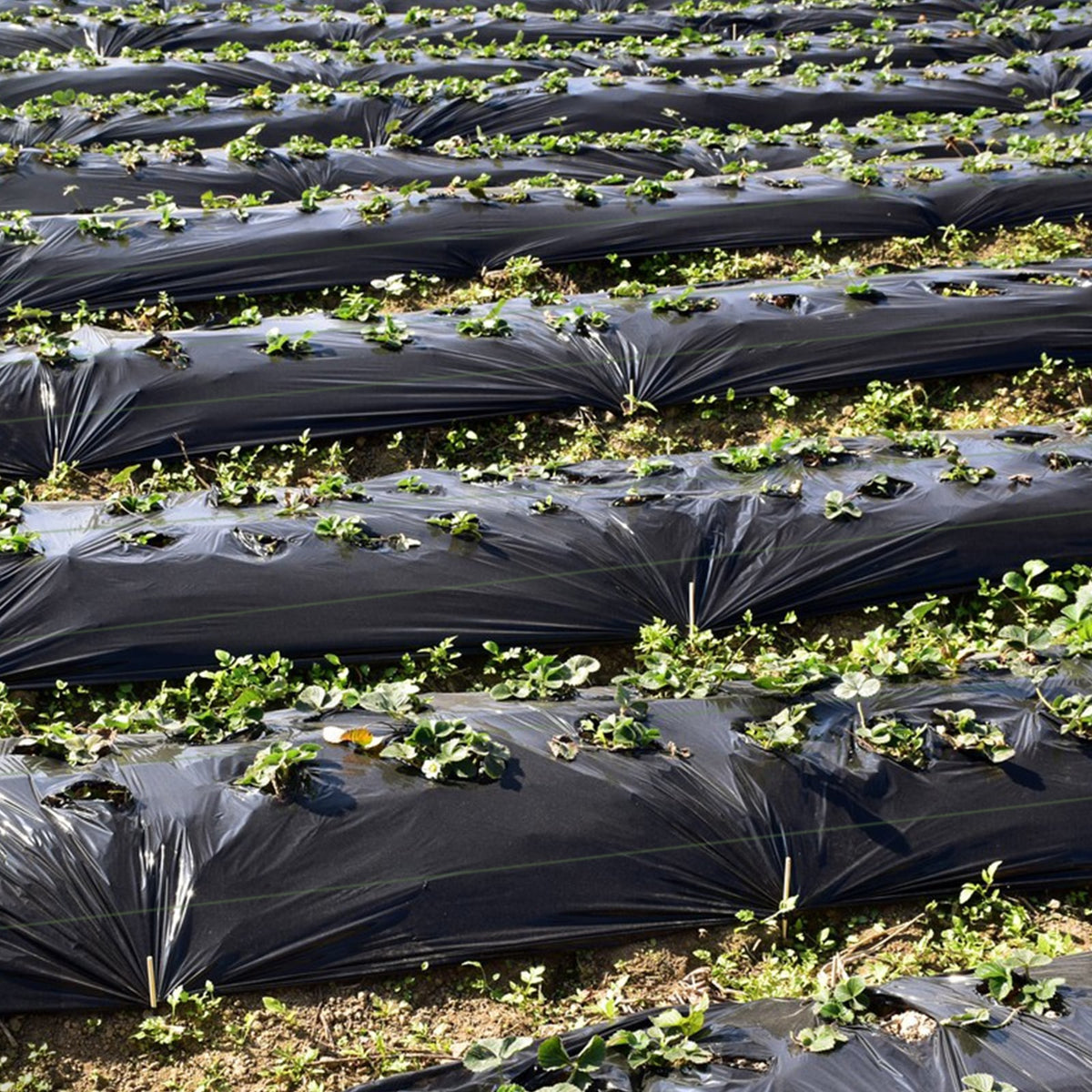 6.5 x 330/4 x 250/6 x 300 Feet Weed Barrier Landscape Fabric-6 ft-Garden Tools-DECOROLALA