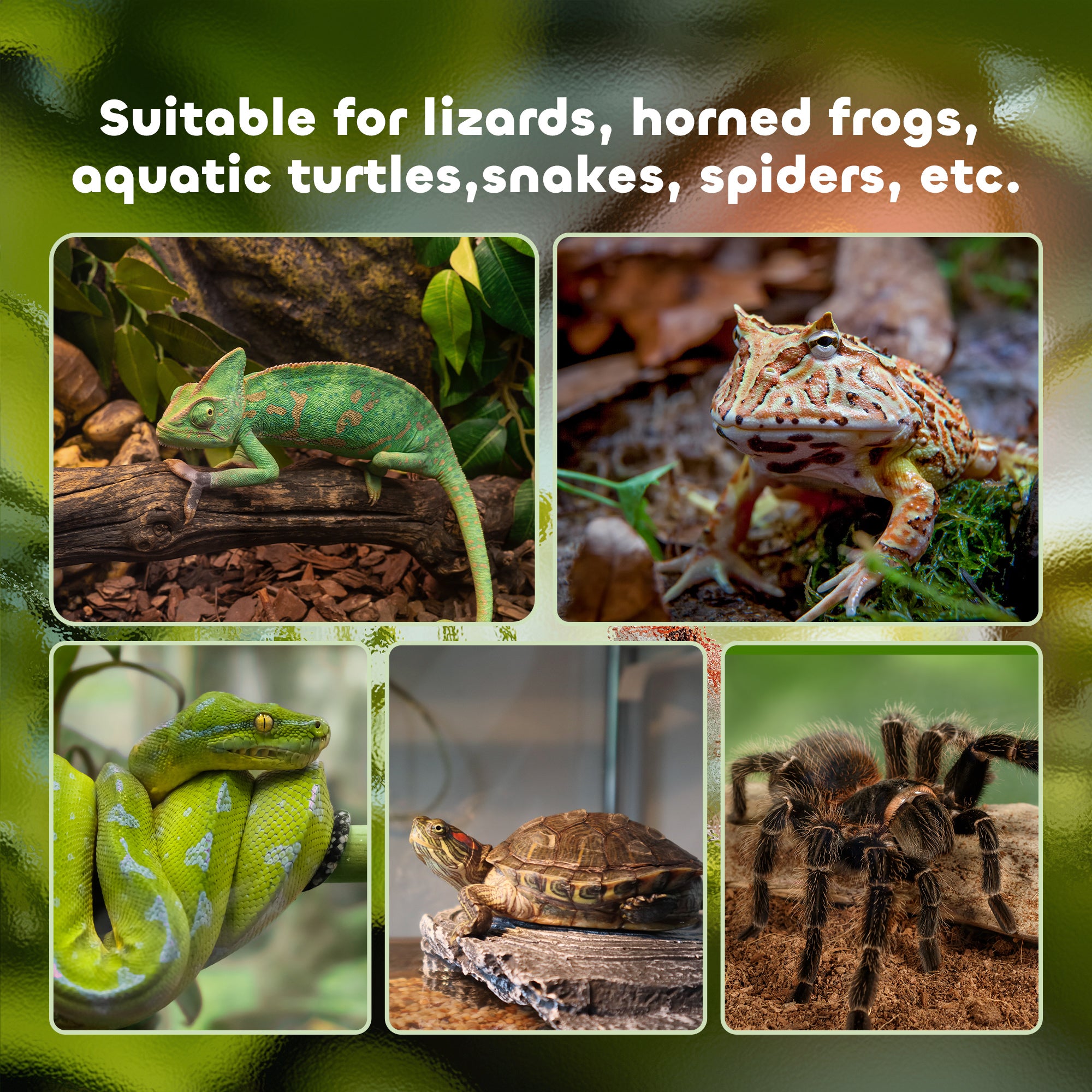 Glass Reptile Terrarium with Thermometer, Water Basin, Full View Visually for Lizards, Horned Frogs, Snakes, Spiders