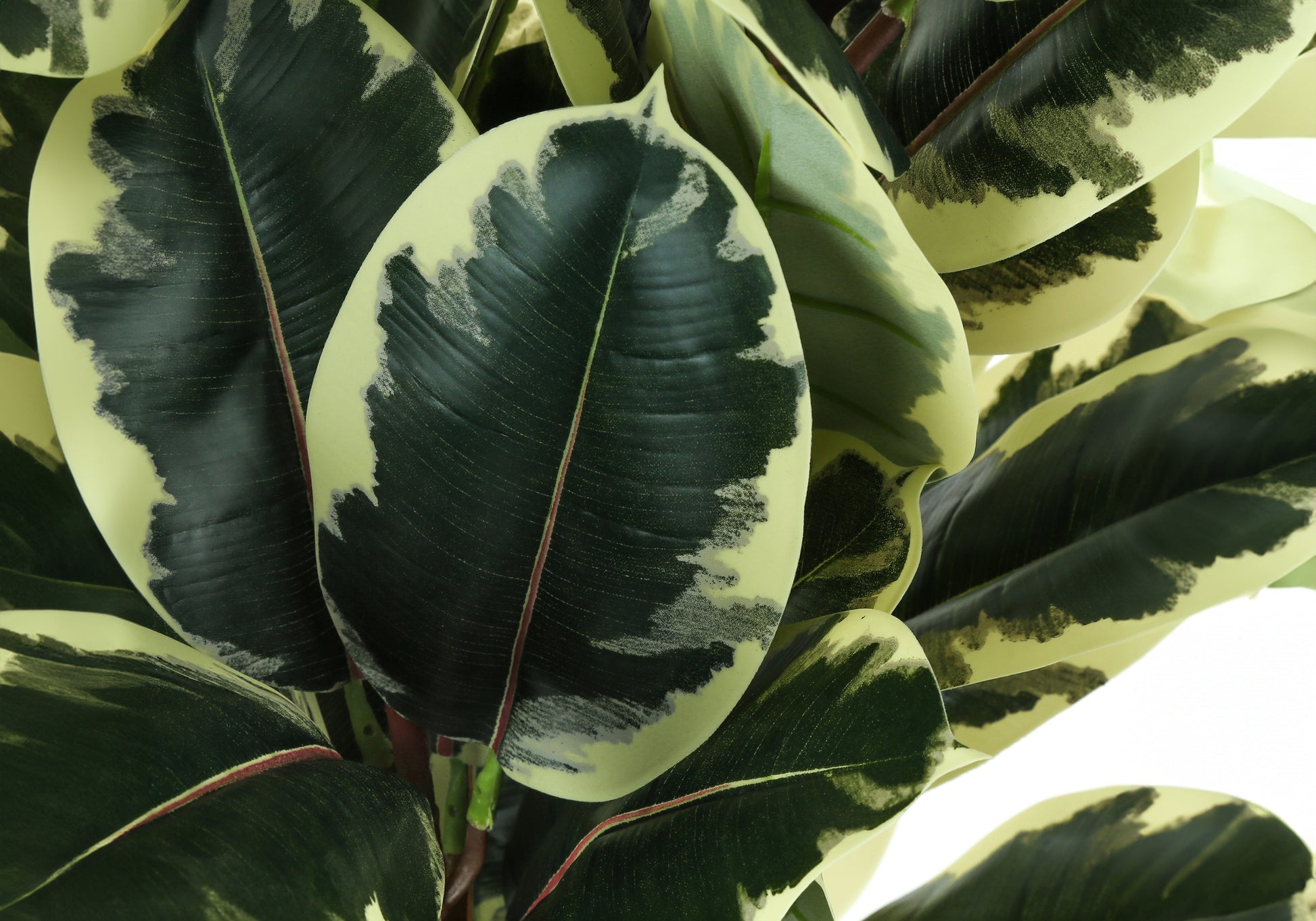 ARTIFICIAL PLANT - 47"H / INDOOR OAK TREE IN A 5" POT-Artificial Plant-DECOROLALA