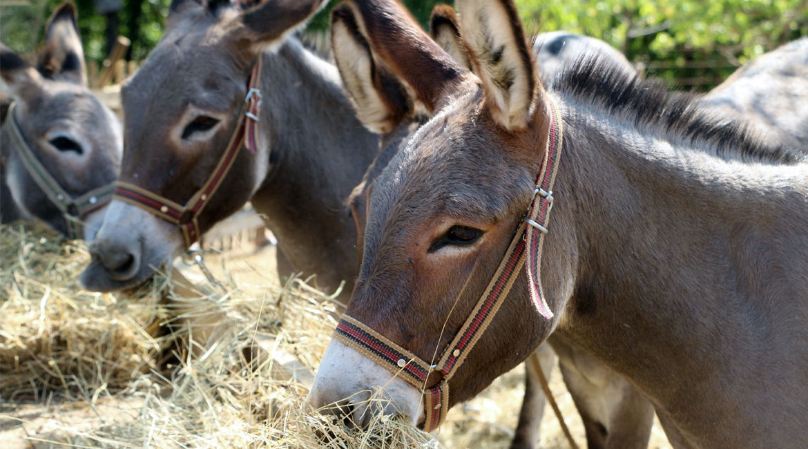 ARTISAN HAND MADE SCENTED DONKEY MILK SOAP-Artisanal Soap-DECOROLALA