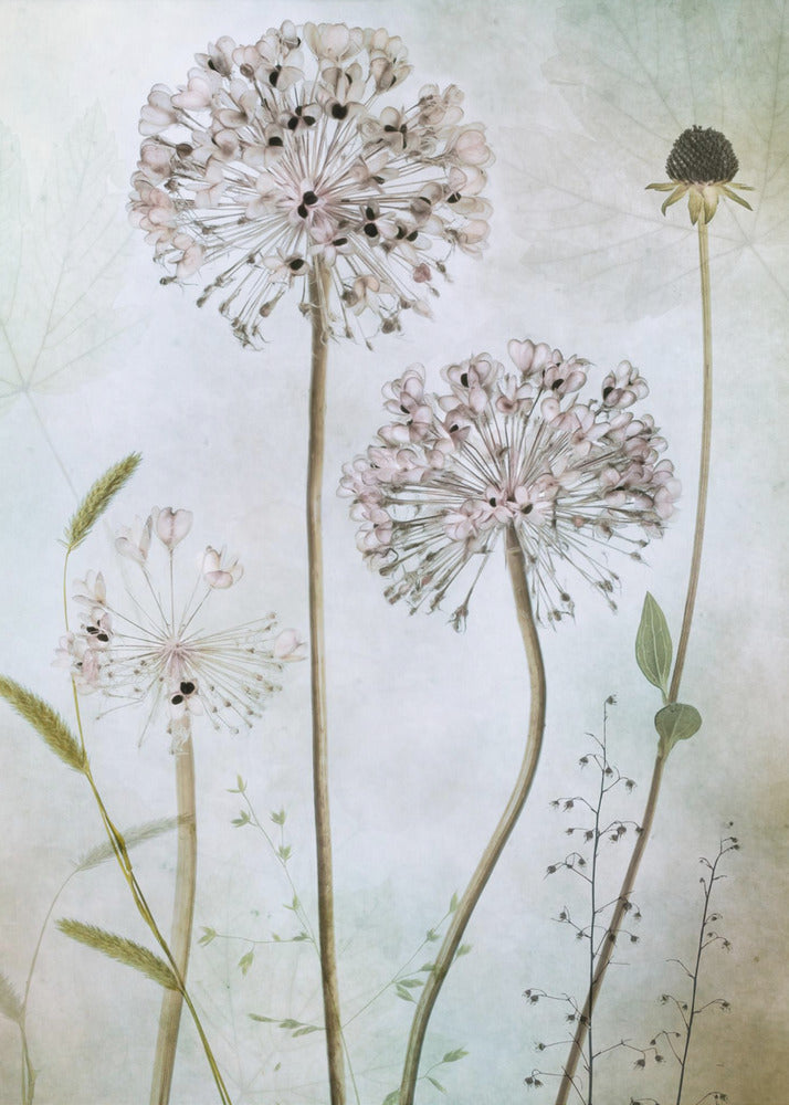 Allium Wall Art by Mandy Disher-canvas-DECOROLALA