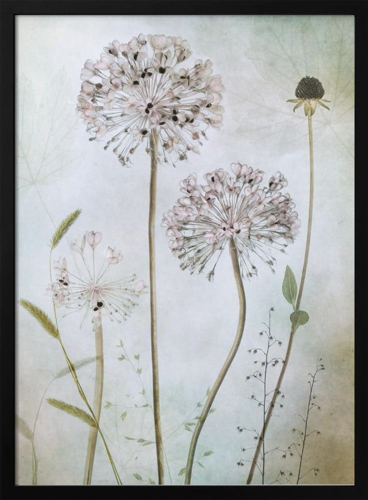 Allium Wall Art by Mandy Disher-canvas-DECOROLALA