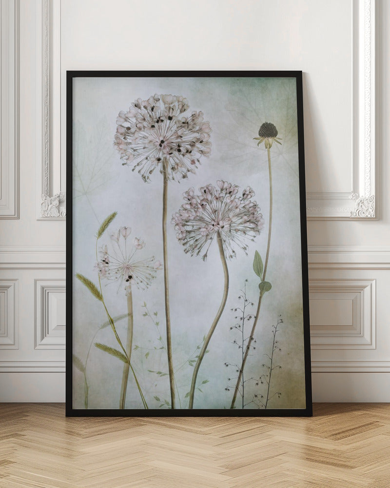 Allium Wall Art by Mandy Disher-canvas-DECOROLALA