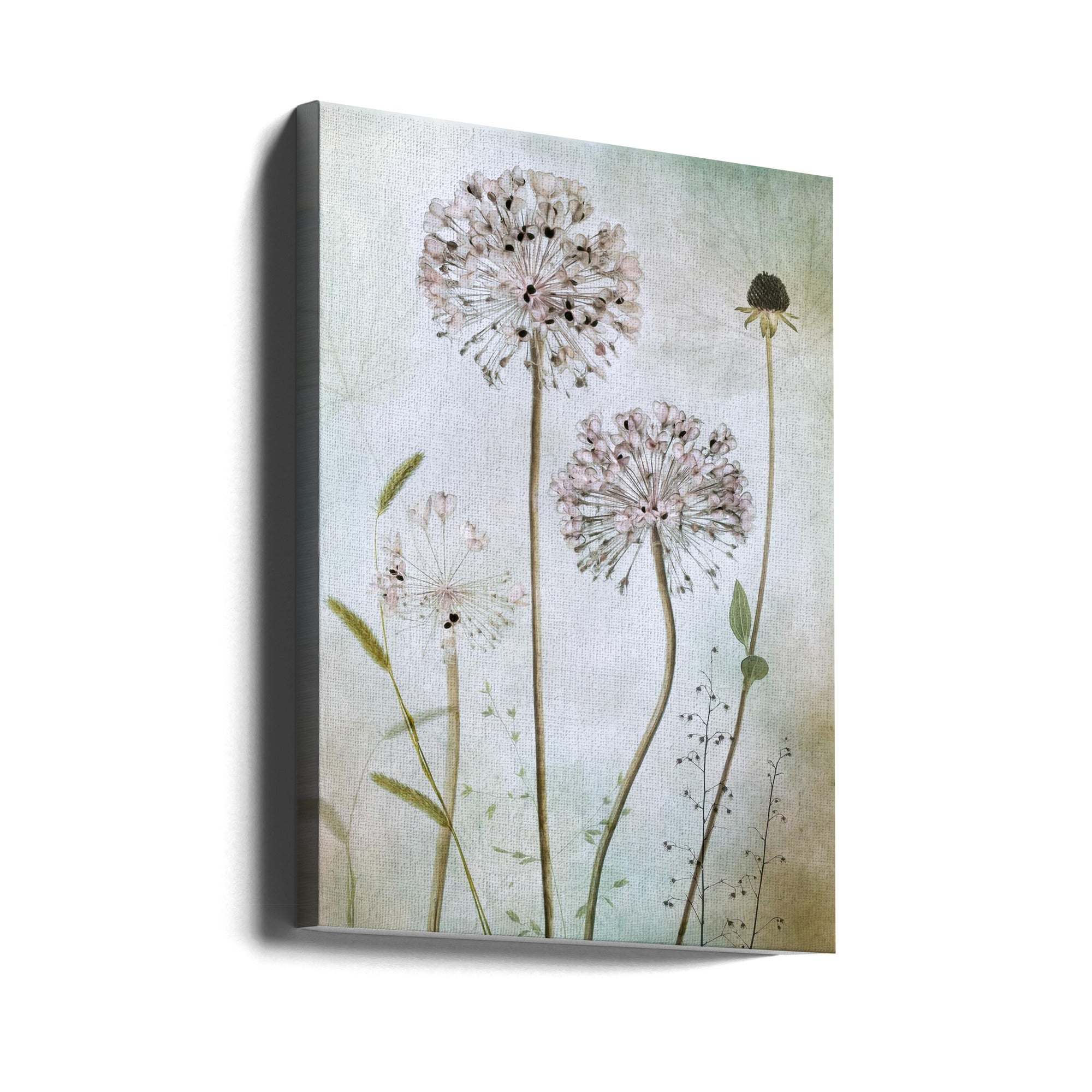 Allium Wall Art by Mandy Disher-canvas-DECOROLALA