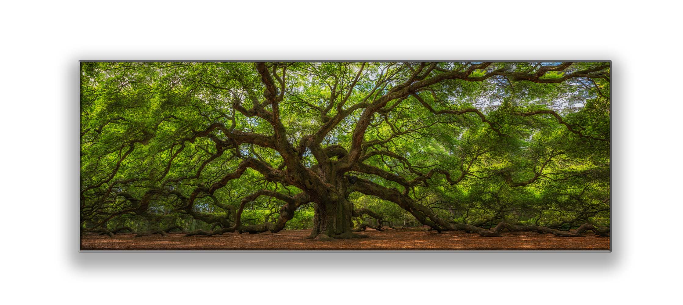 Angel Tree 72" x 24" Canvas Print-Canvas Print-DECOROLALA