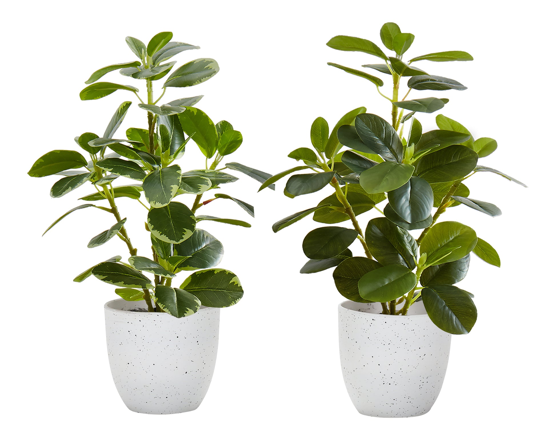 Artificial Ficus Elastica Plant 14"H Set of 2 with 4" Pot-Artificial Plant-DECOROLALA