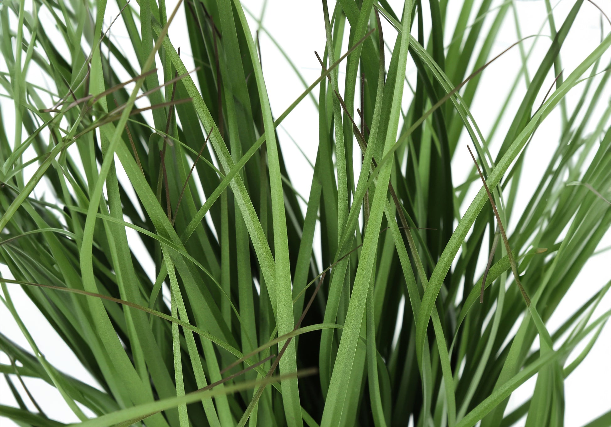Artificial Grass Plant 23" In 4" Black Pot-Artificial Plant-DECOROLALA