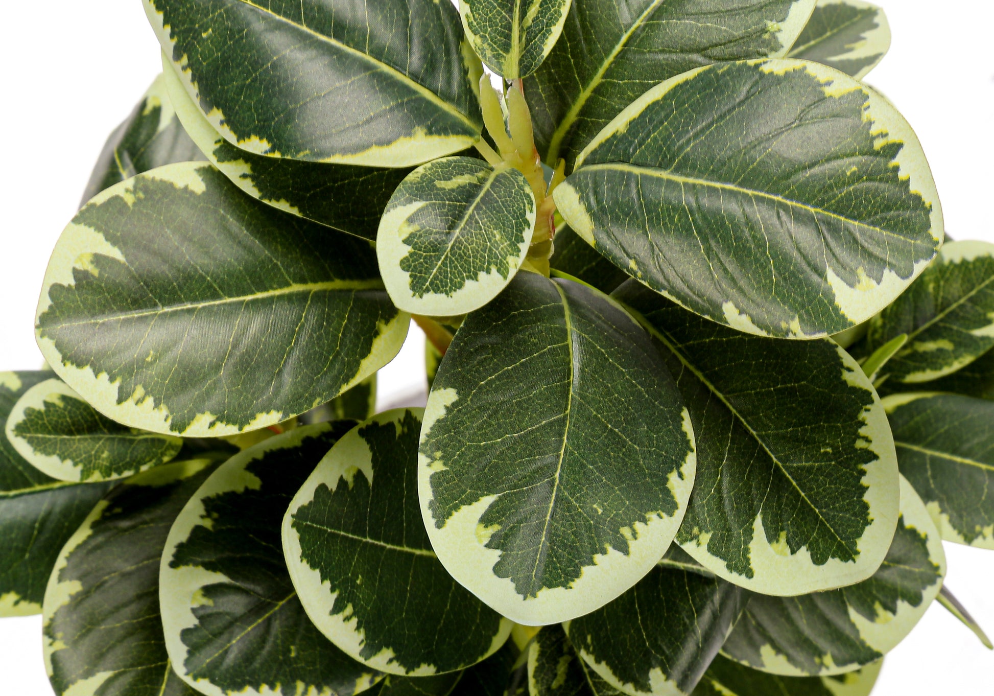 Artificial Plant - 2pcs / 14"H Ficus Elastica / 4" Pot-Artificial Plant-DECOROLALA