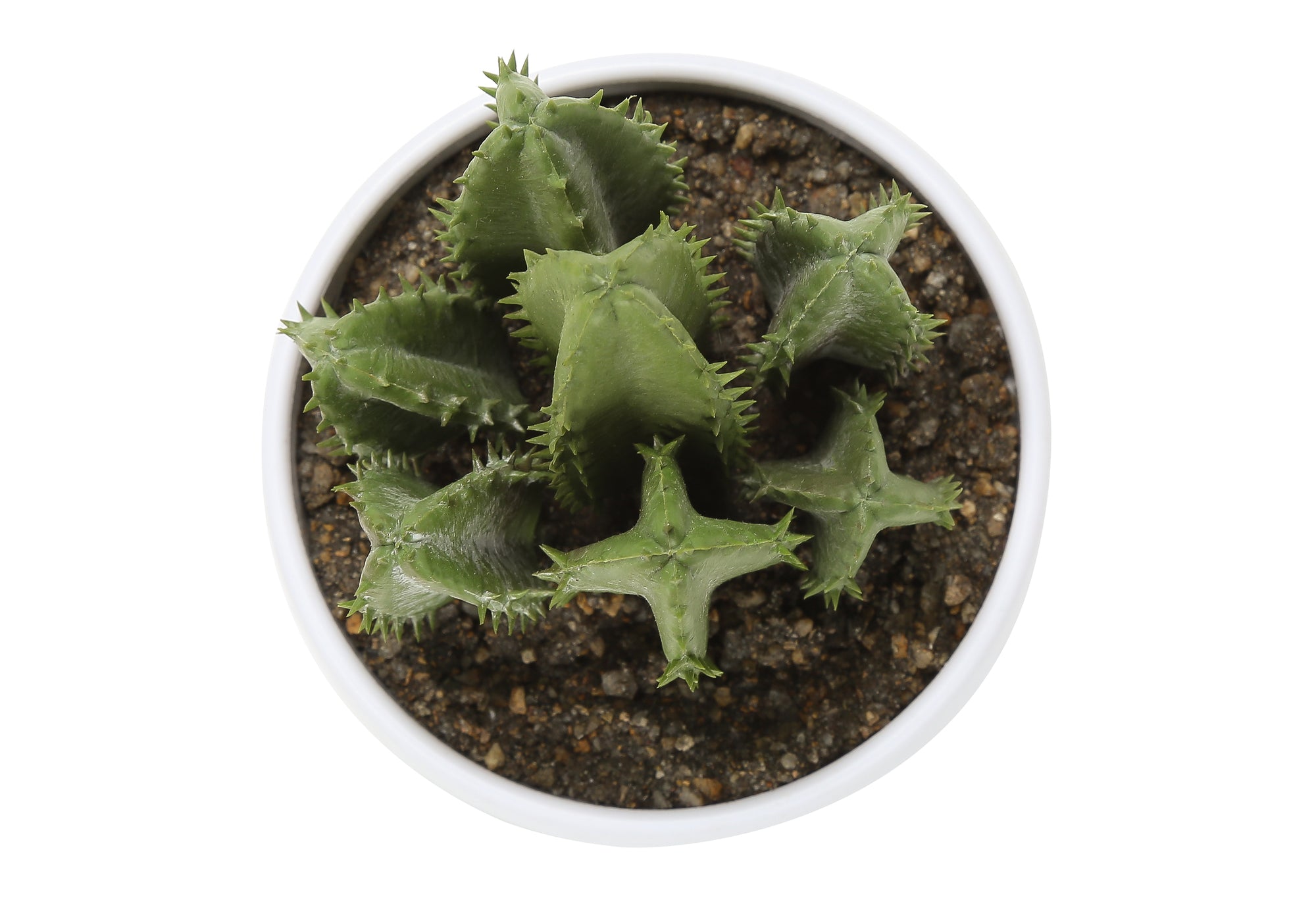 Artificial Plant - 3pcs / 6"H Succulent In A 3" White Pot-Artificial Plant-DECOROLALA