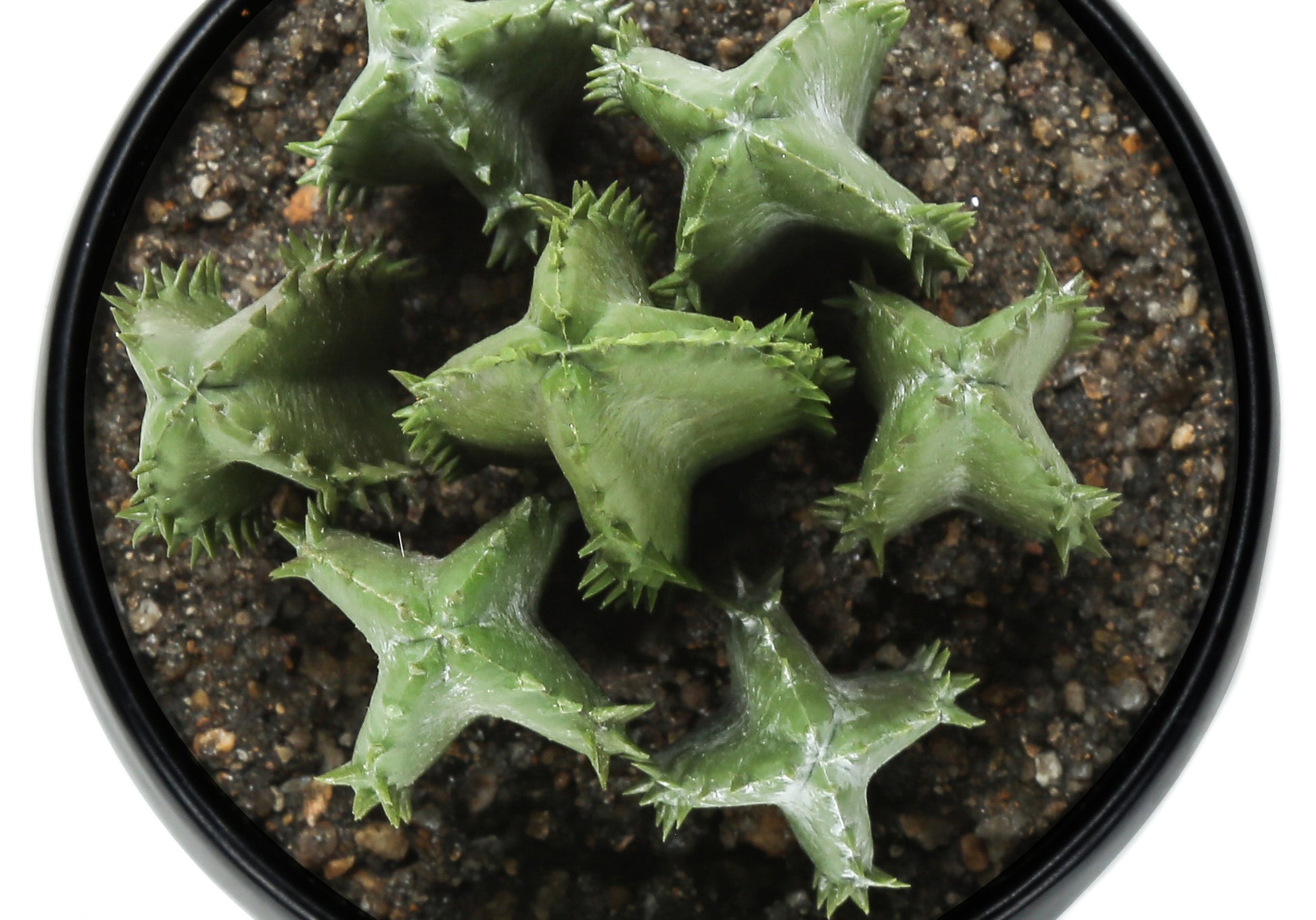 Artificial Plant - 3pcs / 6"H Succulent In A 3" White Pot-Artificial Plant-DECOROLALA