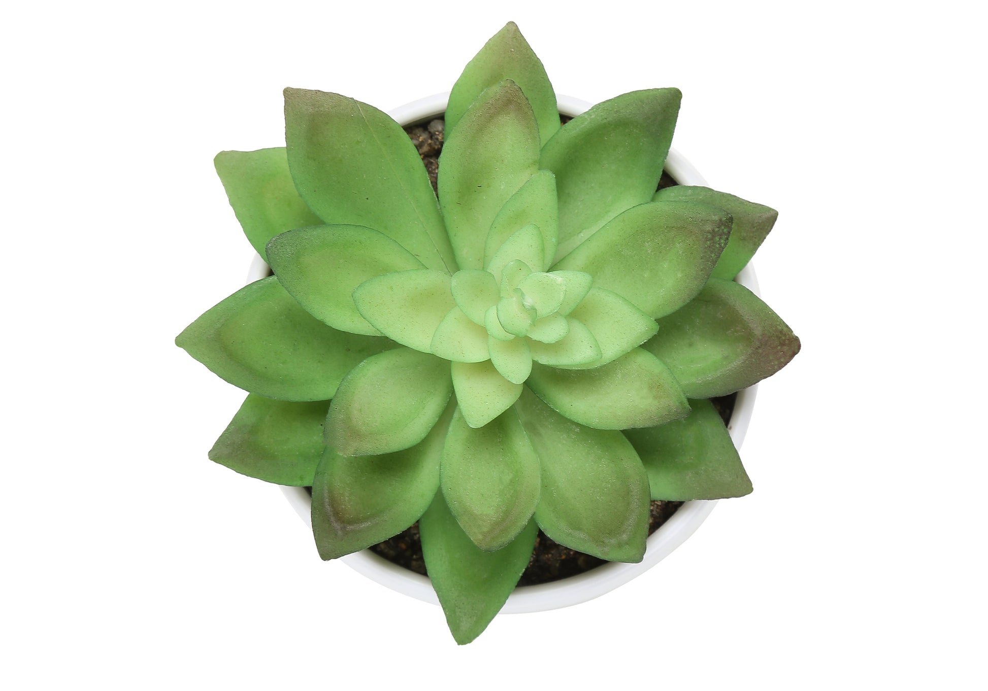 Artificial Plant - 3pcs / 6"H Succulent In A 3" White Pot-Artificial Plant-DECOROLALA