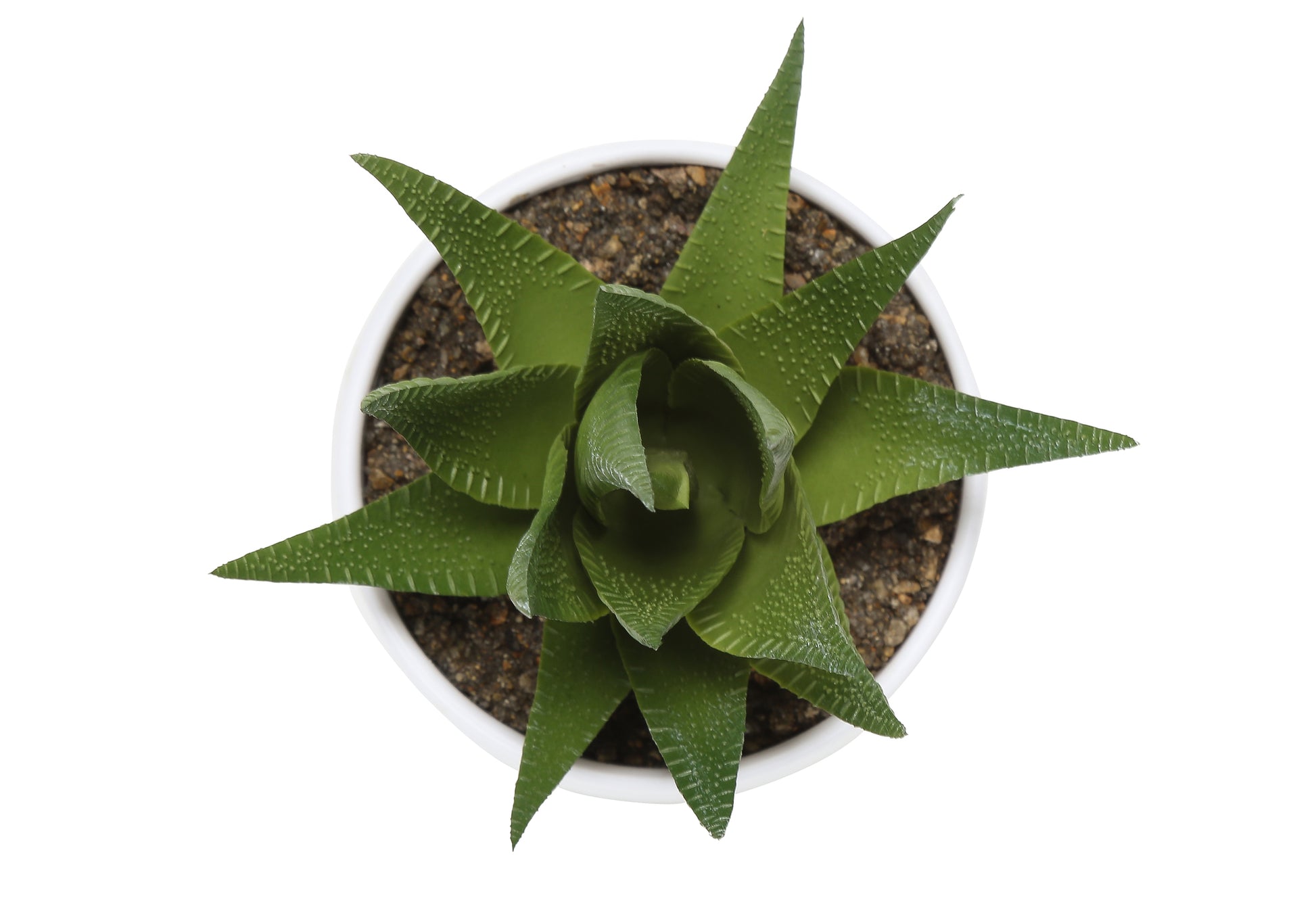 Artificial Plant - 3pcs / 6"H Succulent In A 3" White Pot-Artificial Plant-DECOROLALA