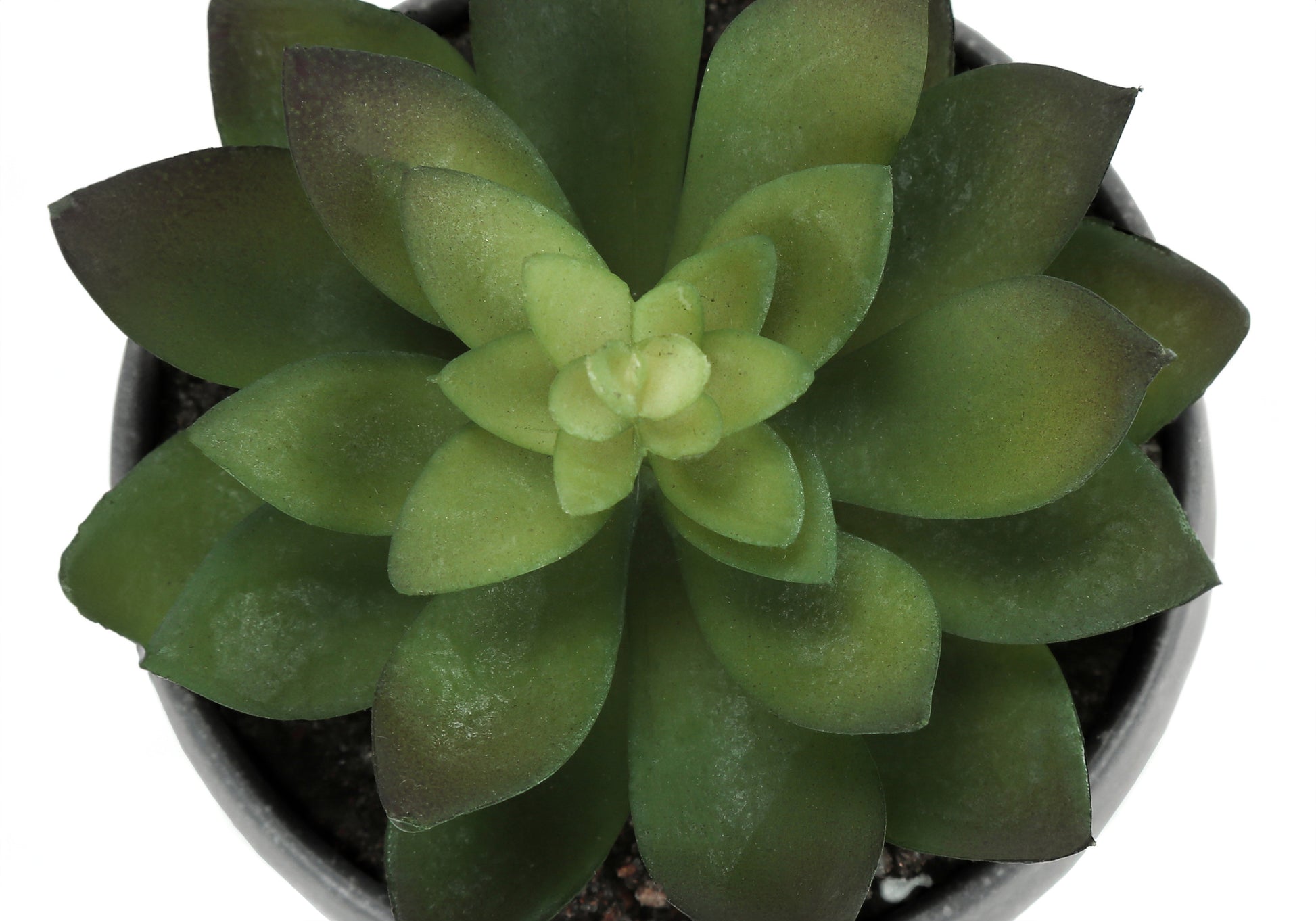 Artificial Plant - 3pcs / 6"H Succulent In A 3" White Pot-Artificial Plant-DECOROLALA