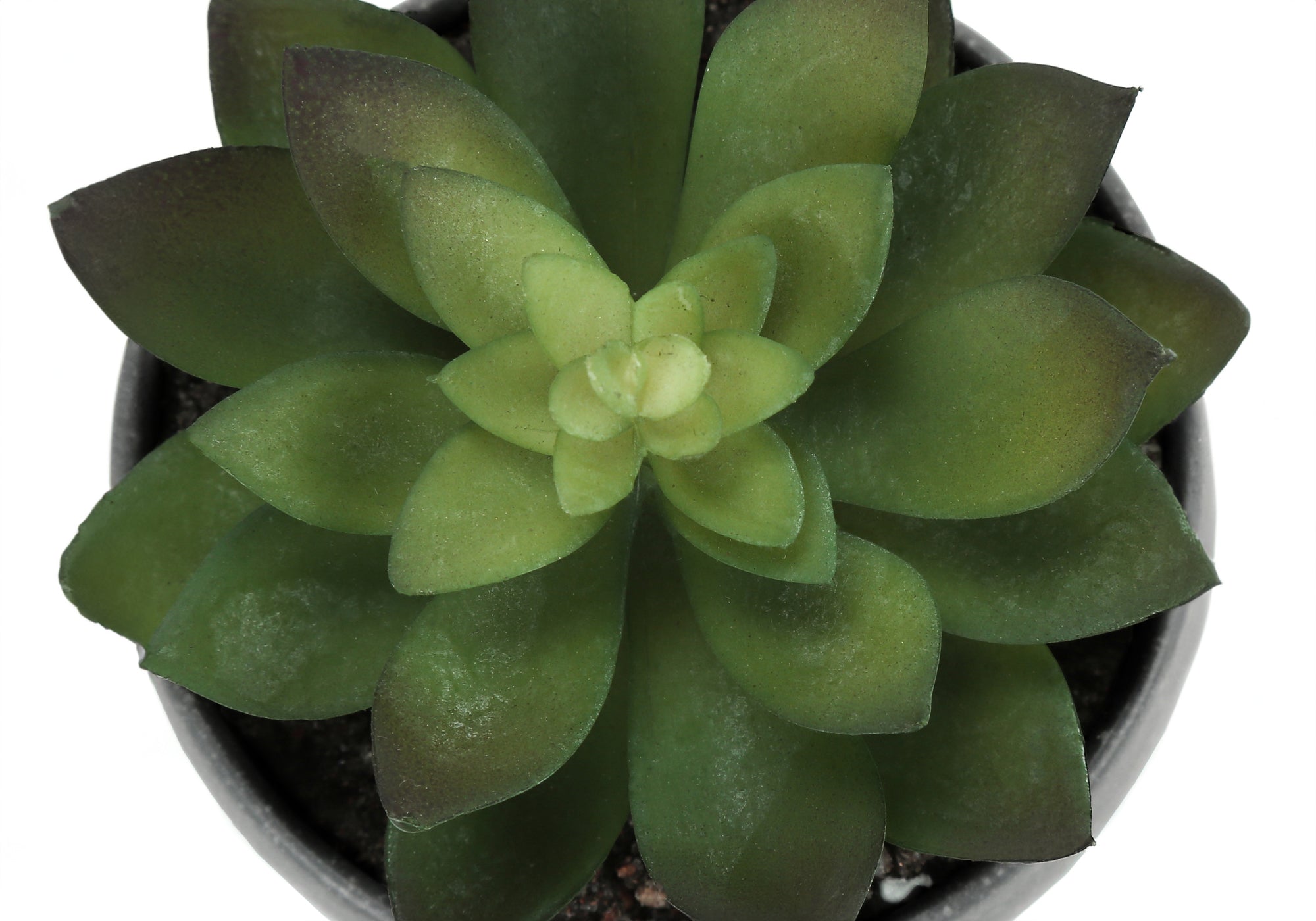 Artificial Plant - 3pcs / 6"H Succulent In A 3" White Pot-Artificial Plant-DECOROLALA