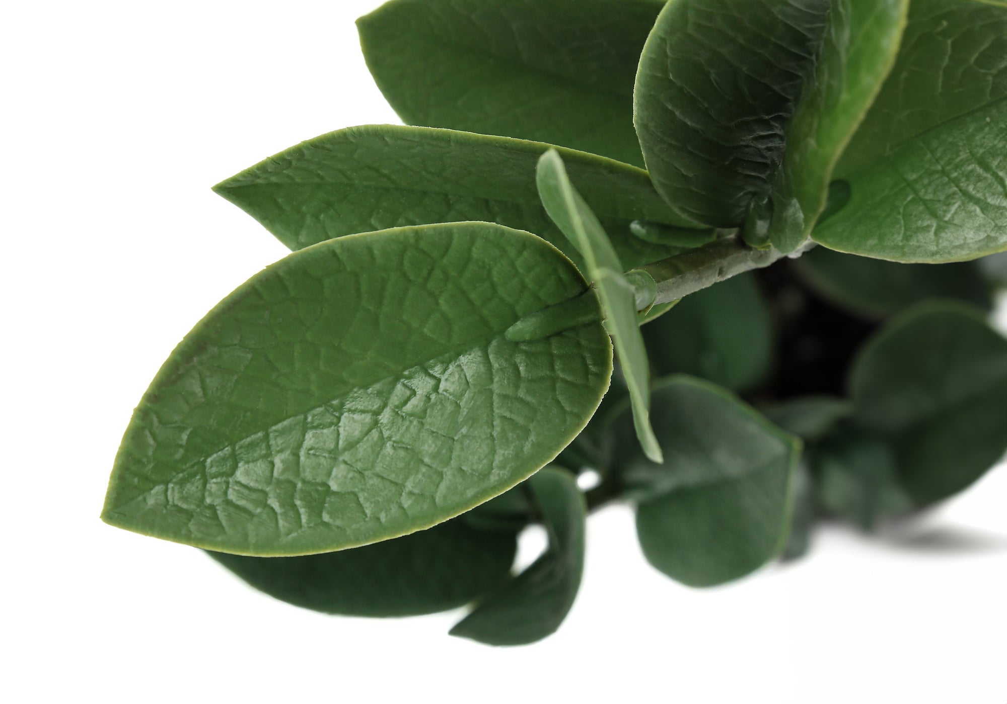 Artificial ZZ Plant - 20"H in 5" Cement Pot-Artificial Plant-DECOROLALA