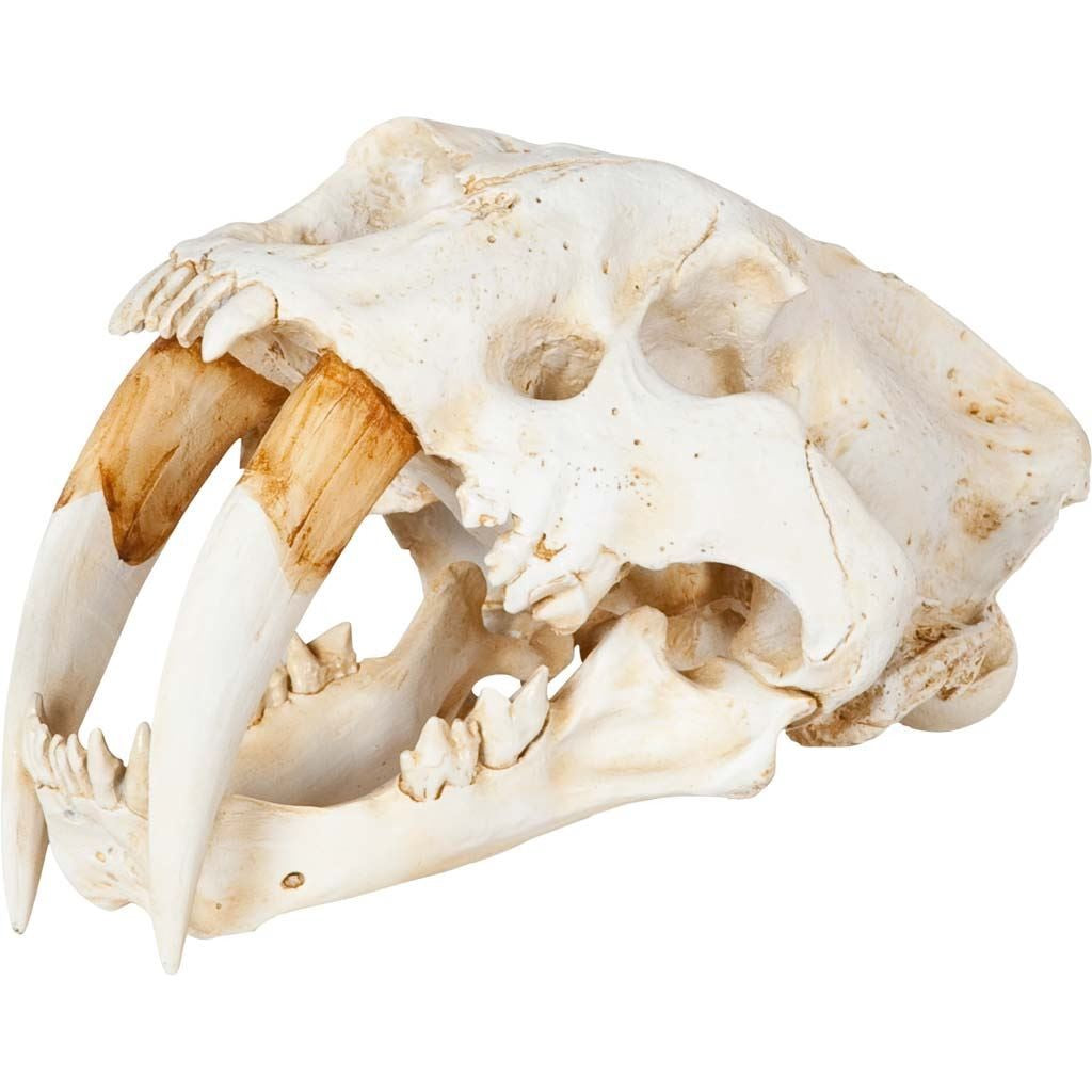 Authentic Replica Sabertooth Skull Sculpture-Sculptures-DECOROLALA