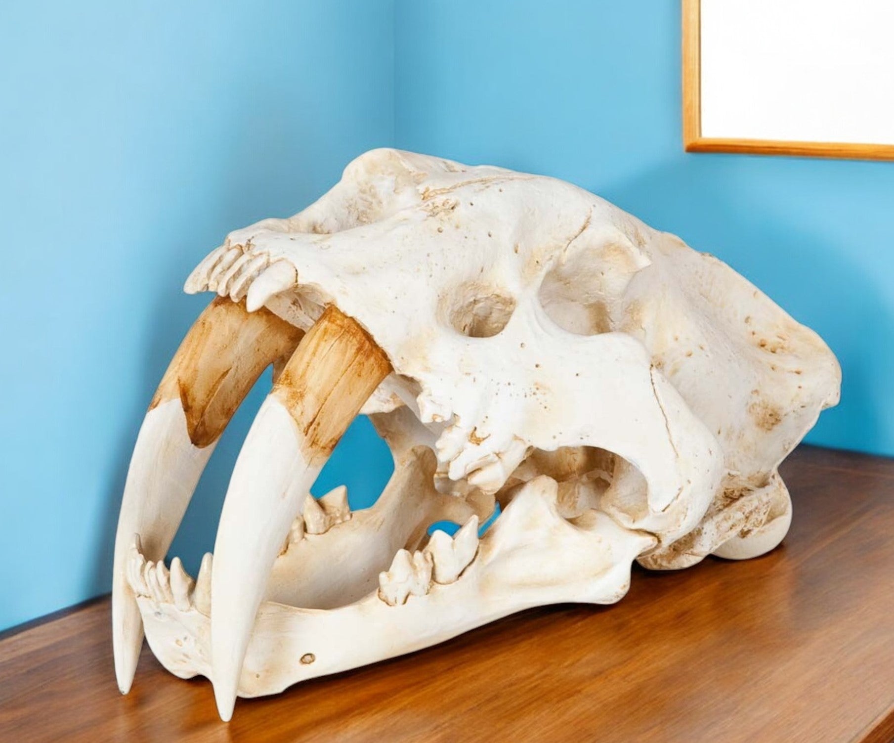 Authentic Replica Sabertooth Skull Sculpture-Sculptures-DECOROLALA