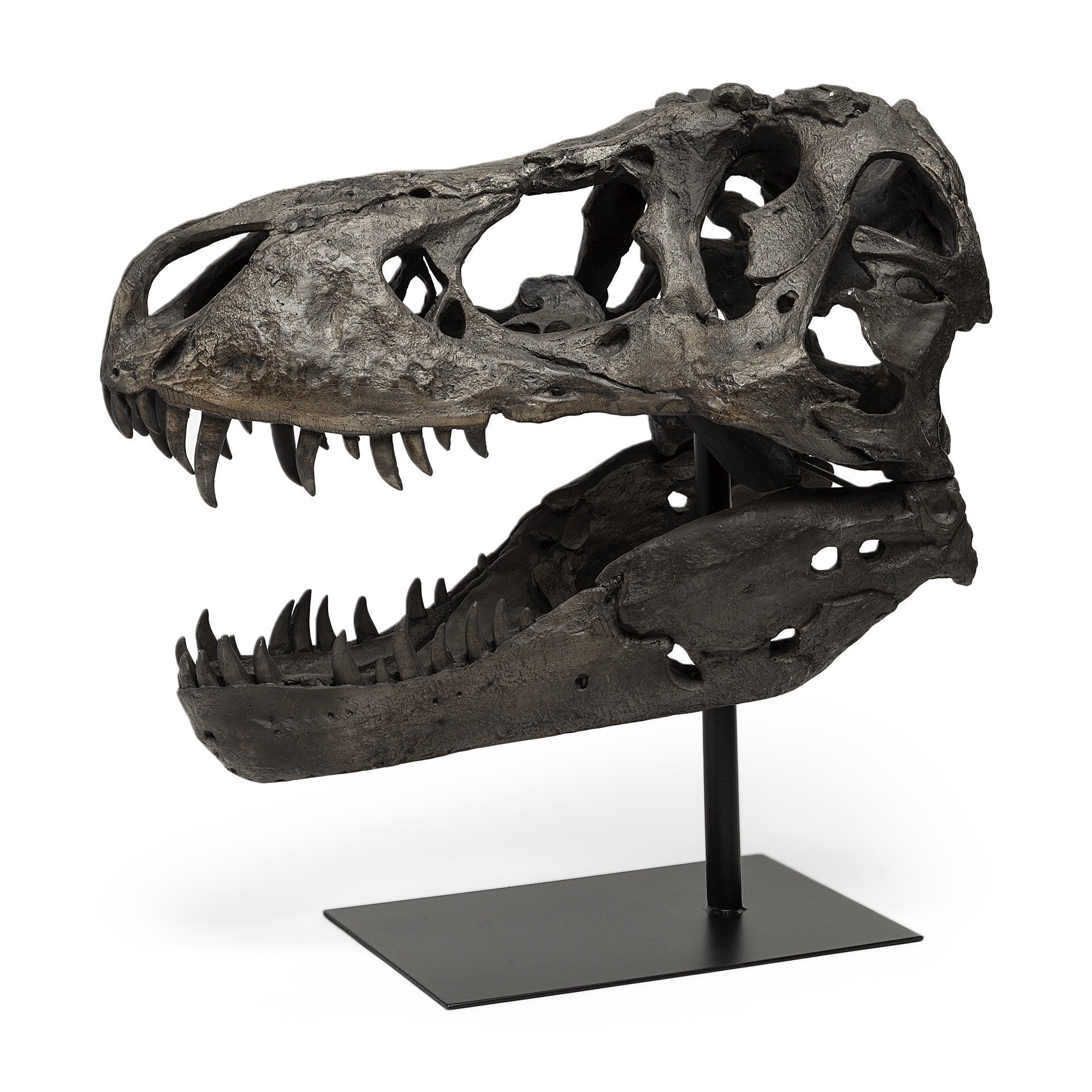 Authentic Replica T Rex Skull Sculpture-Sculptures-DECOROLALA
