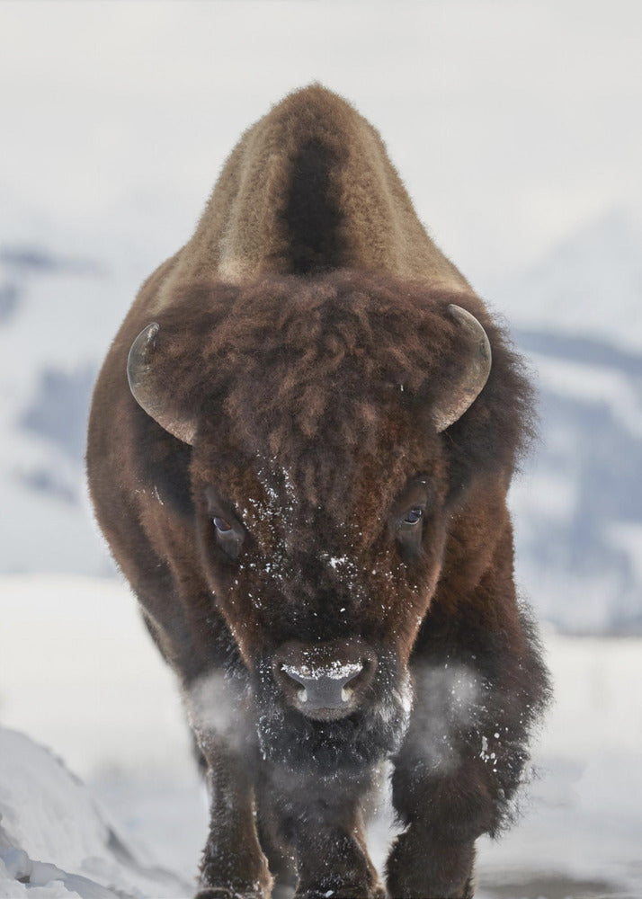 Bison Incoming by Peter Hudson-Canvas Print-DECOROLALA