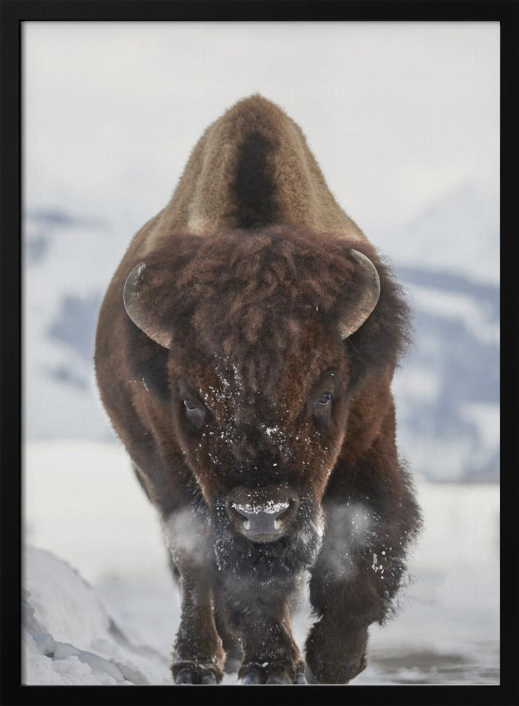 Bison Incoming by Peter Hudson-Canvas Print-DECOROLALA