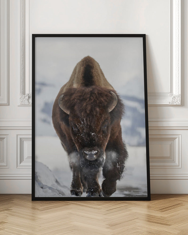 Bison Incoming by Peter Hudson-Canvas Print-DECOROLALA