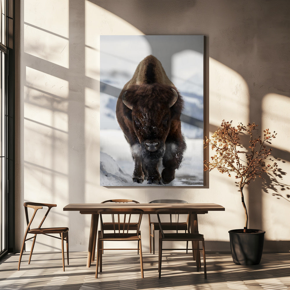 Bison Incoming by Peter Hudson-Canvas Print-DECOROLALA