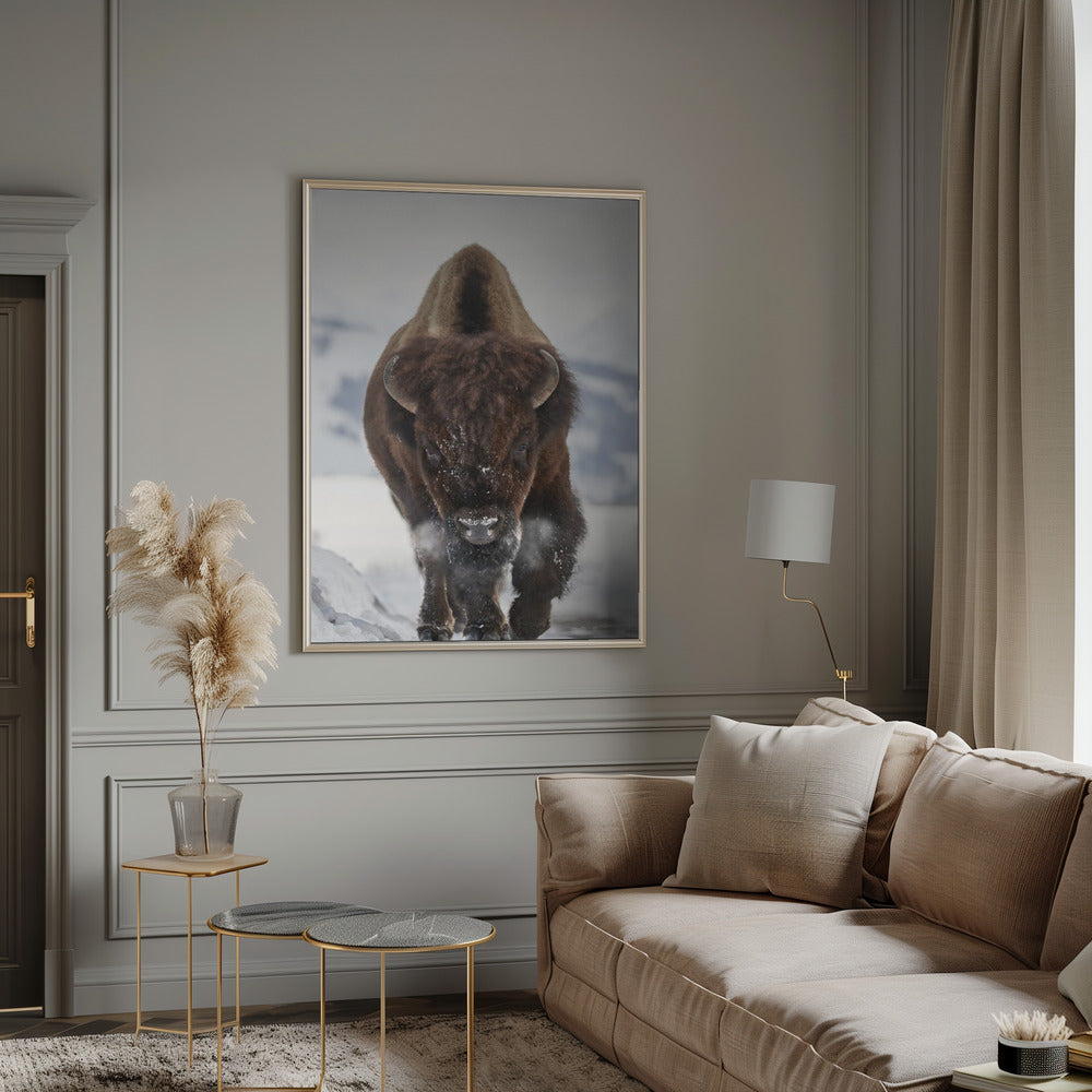Bison Incoming by Peter Hudson-Canvas Print-DECOROLALA