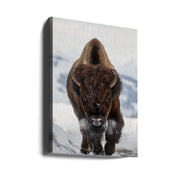 Bison Incoming by Peter Hudson-Canvas Print-DECOROLALA