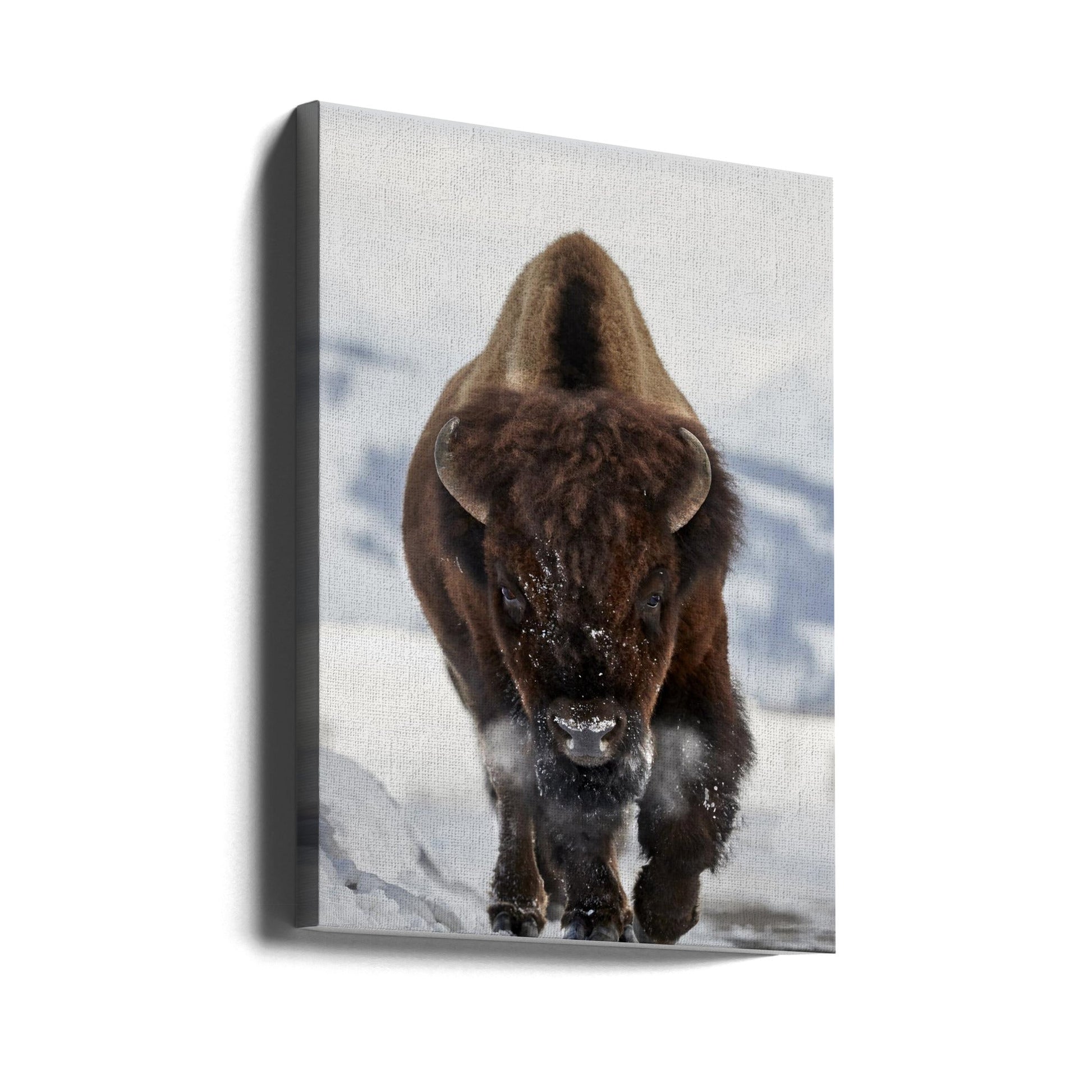 Bison Incoming by Peter Hudson-Canvas Print-DECOROLALA