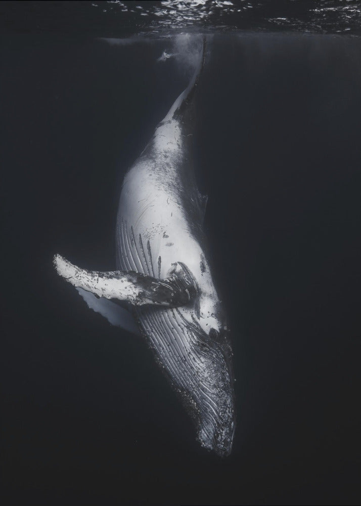 Black Whale Wall Art by Barathieu Gabriel-canvas-DECOROLALA