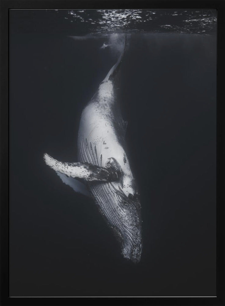 Black Whale Wall Art by Barathieu Gabriel-canvas-DECOROLALA