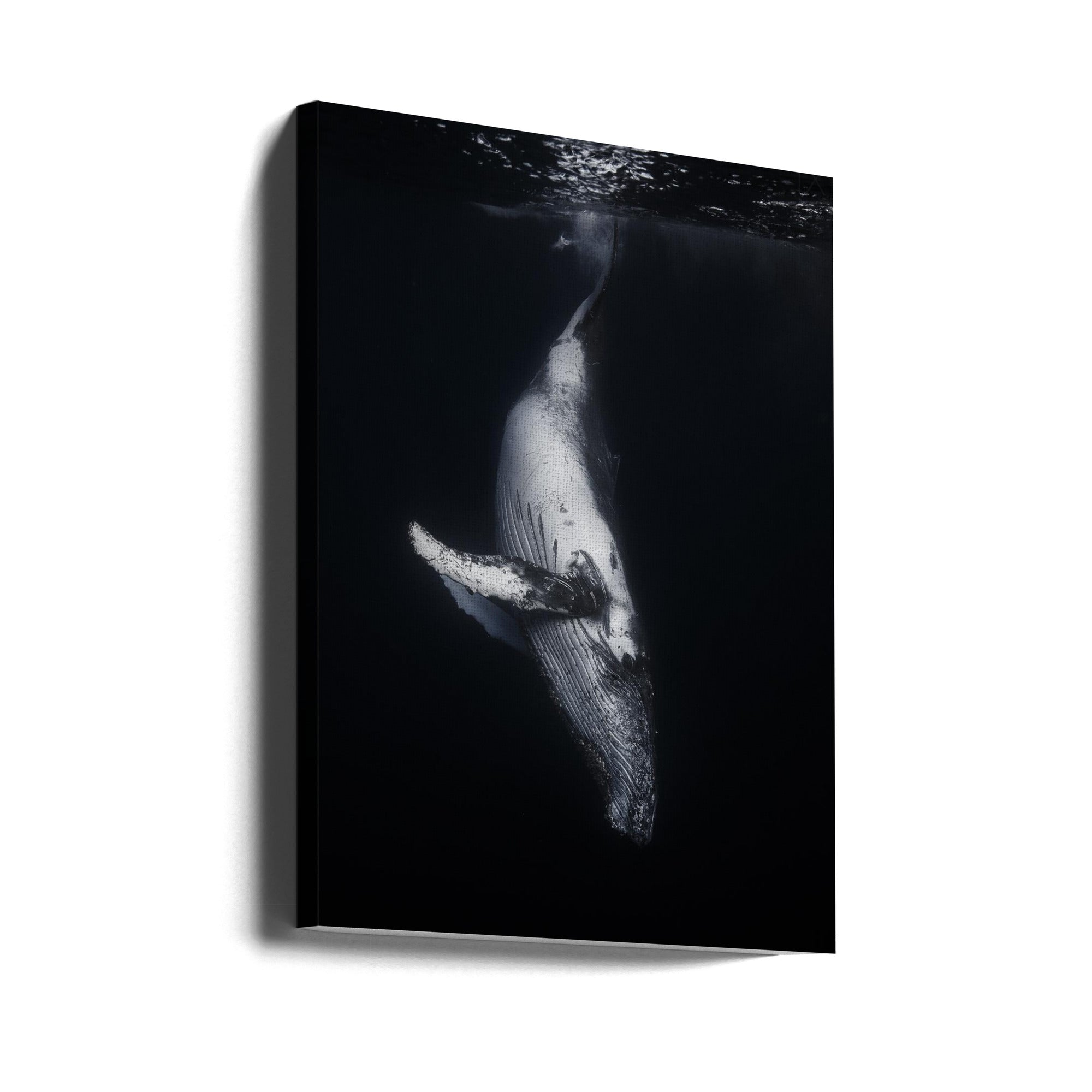 Black Whale Wall Art by Barathieu Gabriel-canvas-DECOROLALA