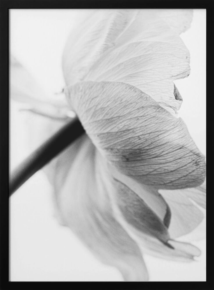 Blooming Flower Wall Art by Magda Izzard-canvas-DECOROLALA