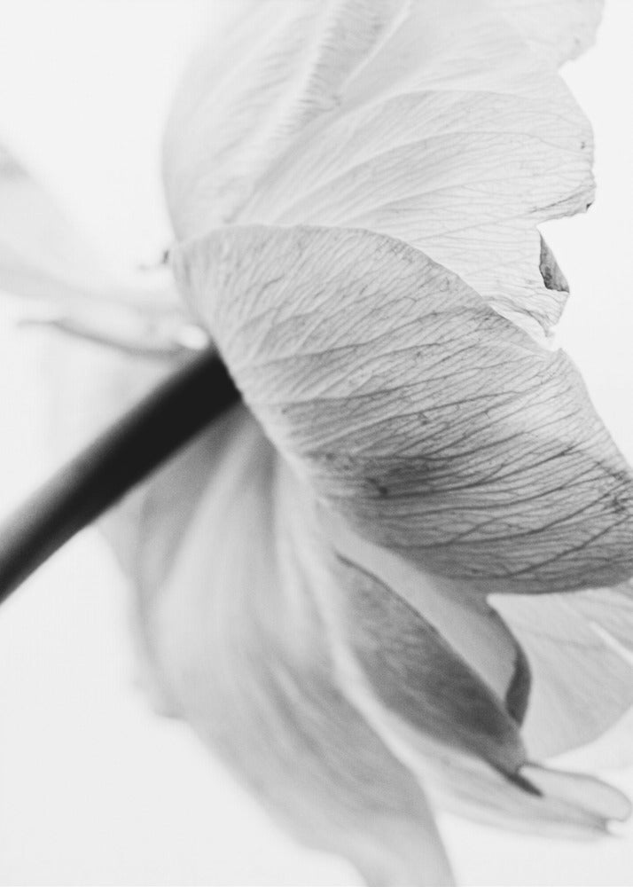 Blooming Flower Wall Art by Magda Izzard-canvas-DECOROLALA