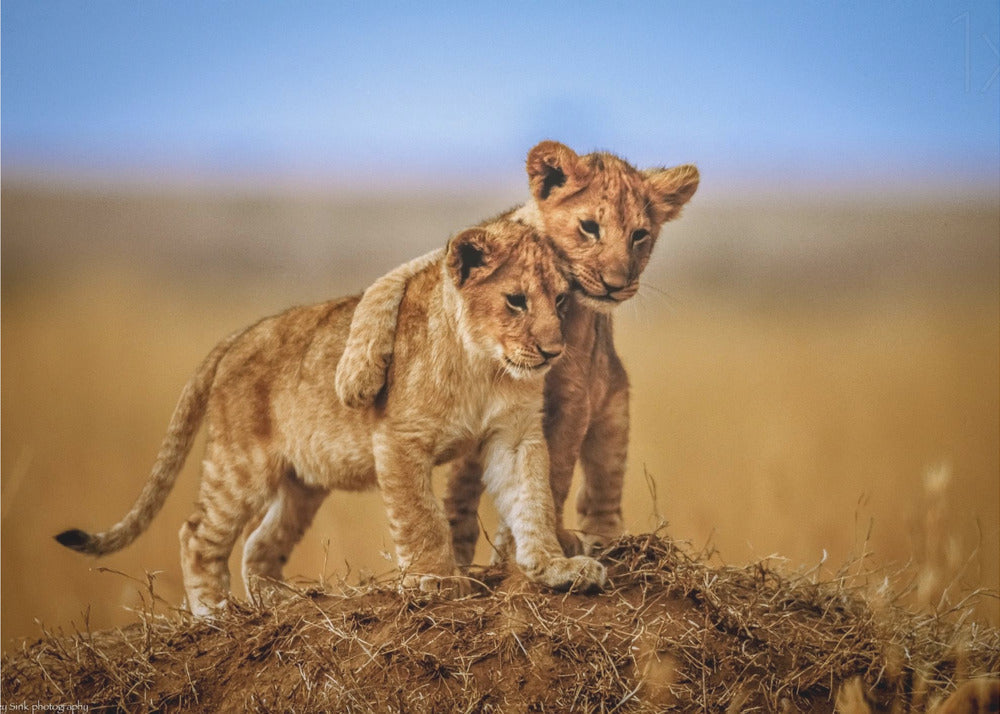 Brothers for Life by Jeffrey C. Sink-Canvas Print-DECOROLALA