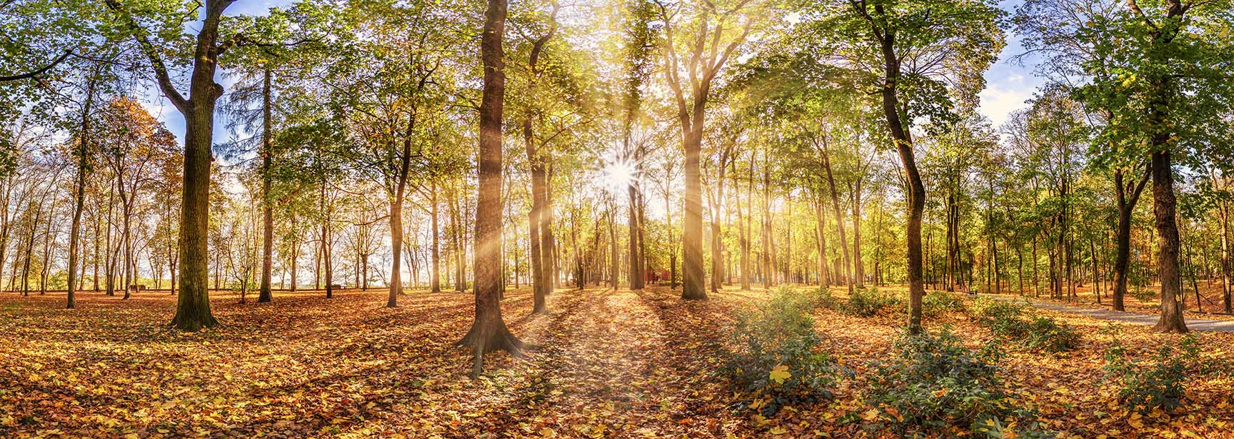 Canvas Print Autumn Trees 72x24 Wall Art-Wall Art-DECOROLALA