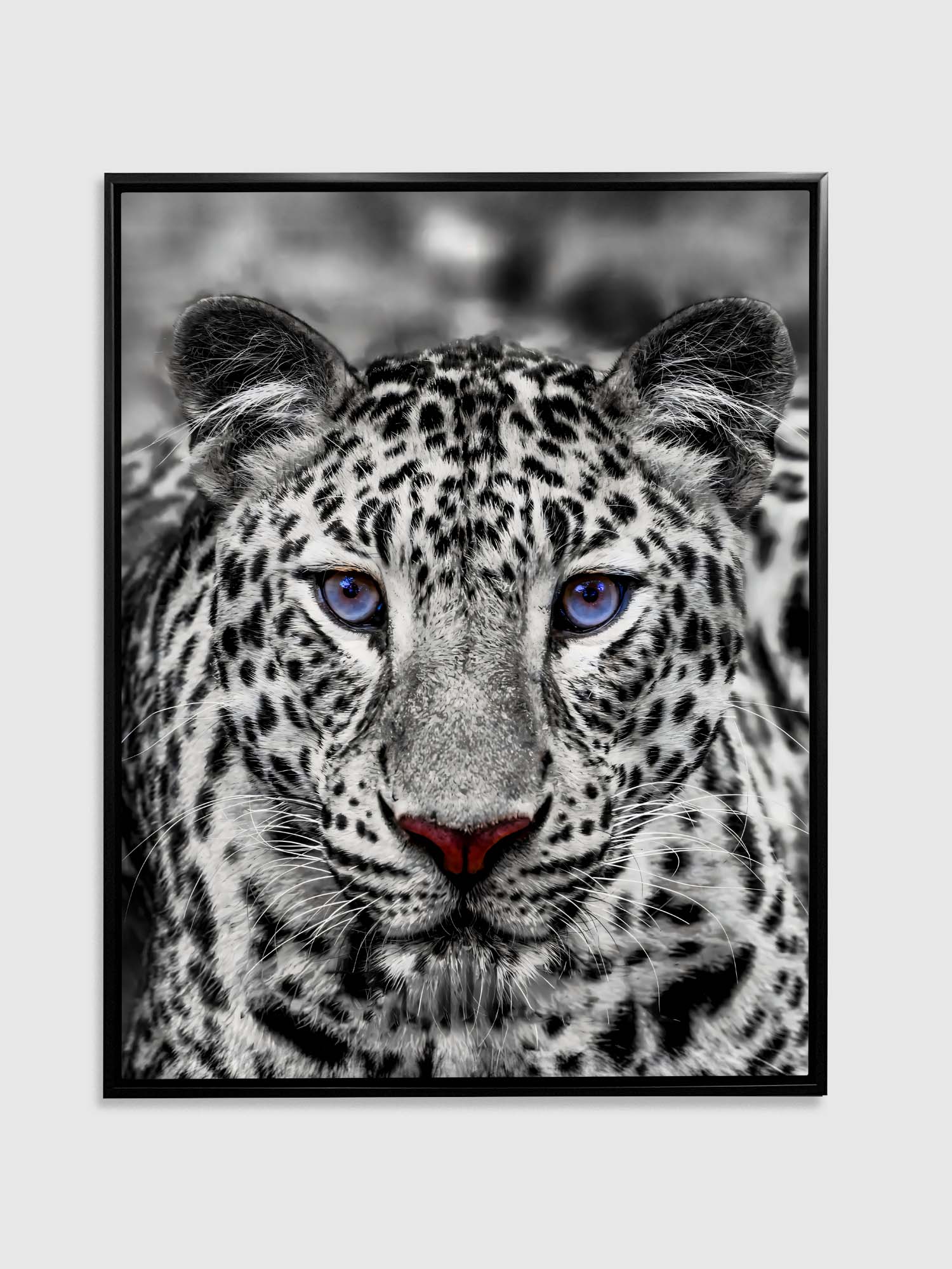 Canvas Print Blue Eyed White Tiger 48x36 inches-Wall Art-DECOROLALA