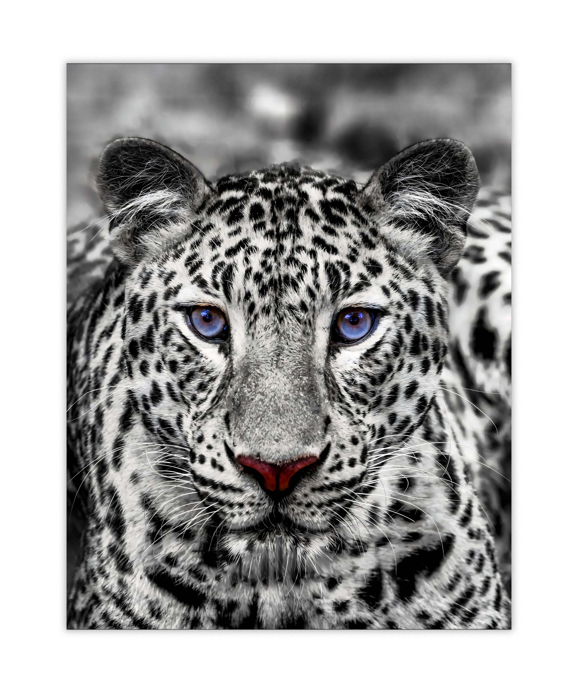 Canvas Print Blue Eyed White Tiger 48x36 inches-Wall Art-DECOROLALA