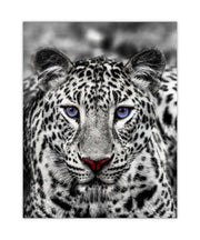 Canvas print-Blue Eyed White Tiger- Wildlife art-Wall Art-DECOROLALA
